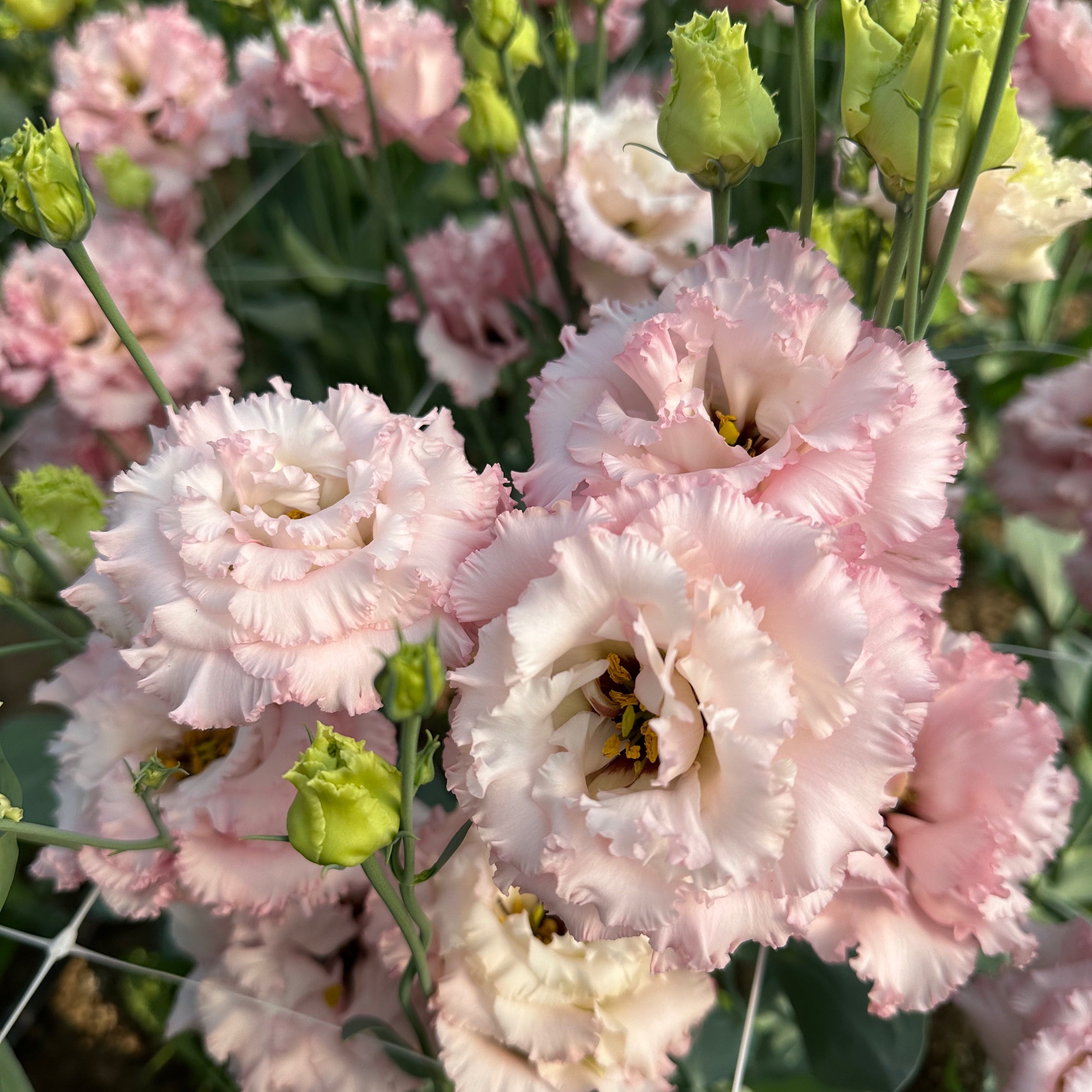 Lisianthus Voyage Pink F1