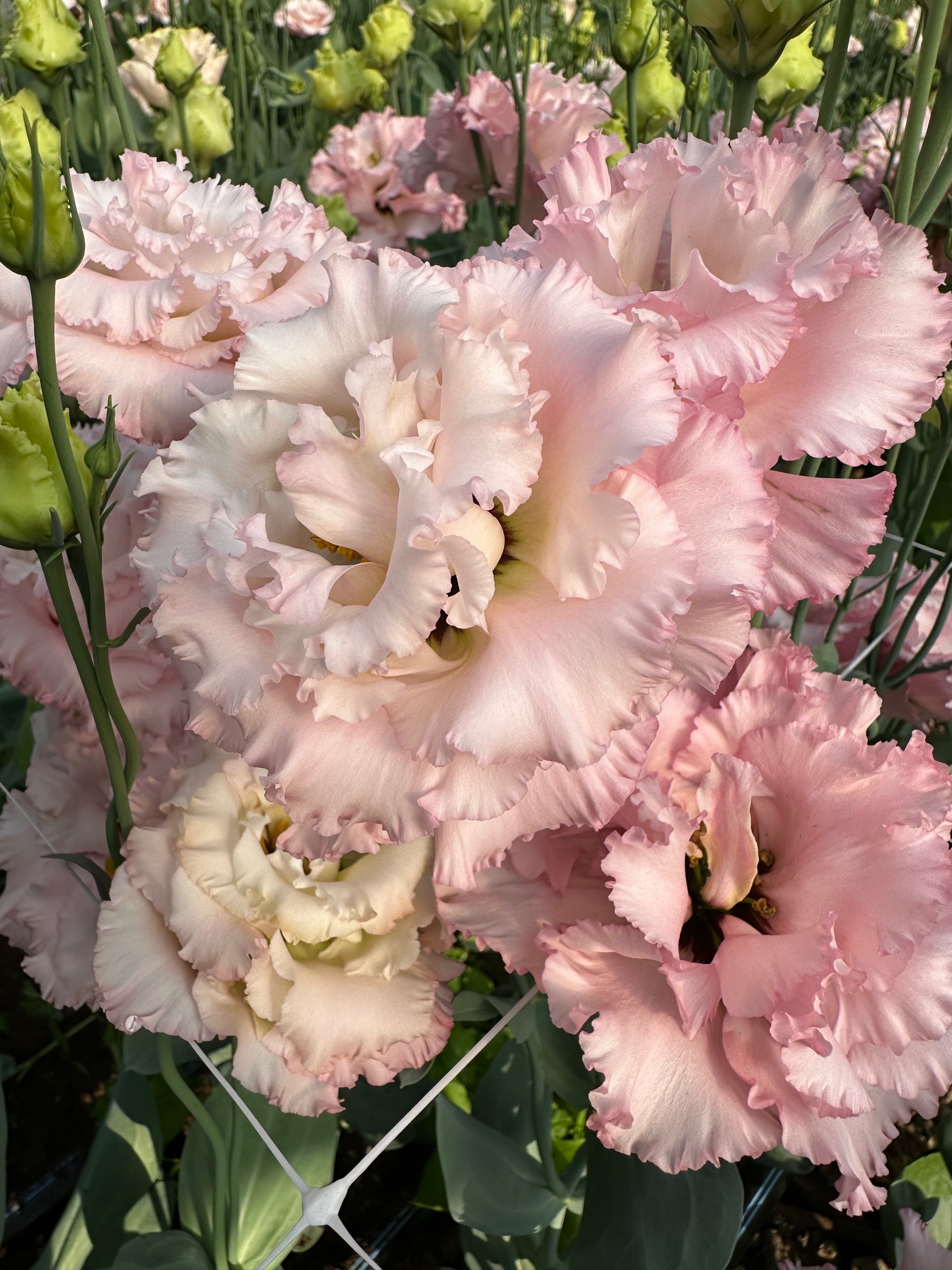 Lisianthus Voyage Pink F1