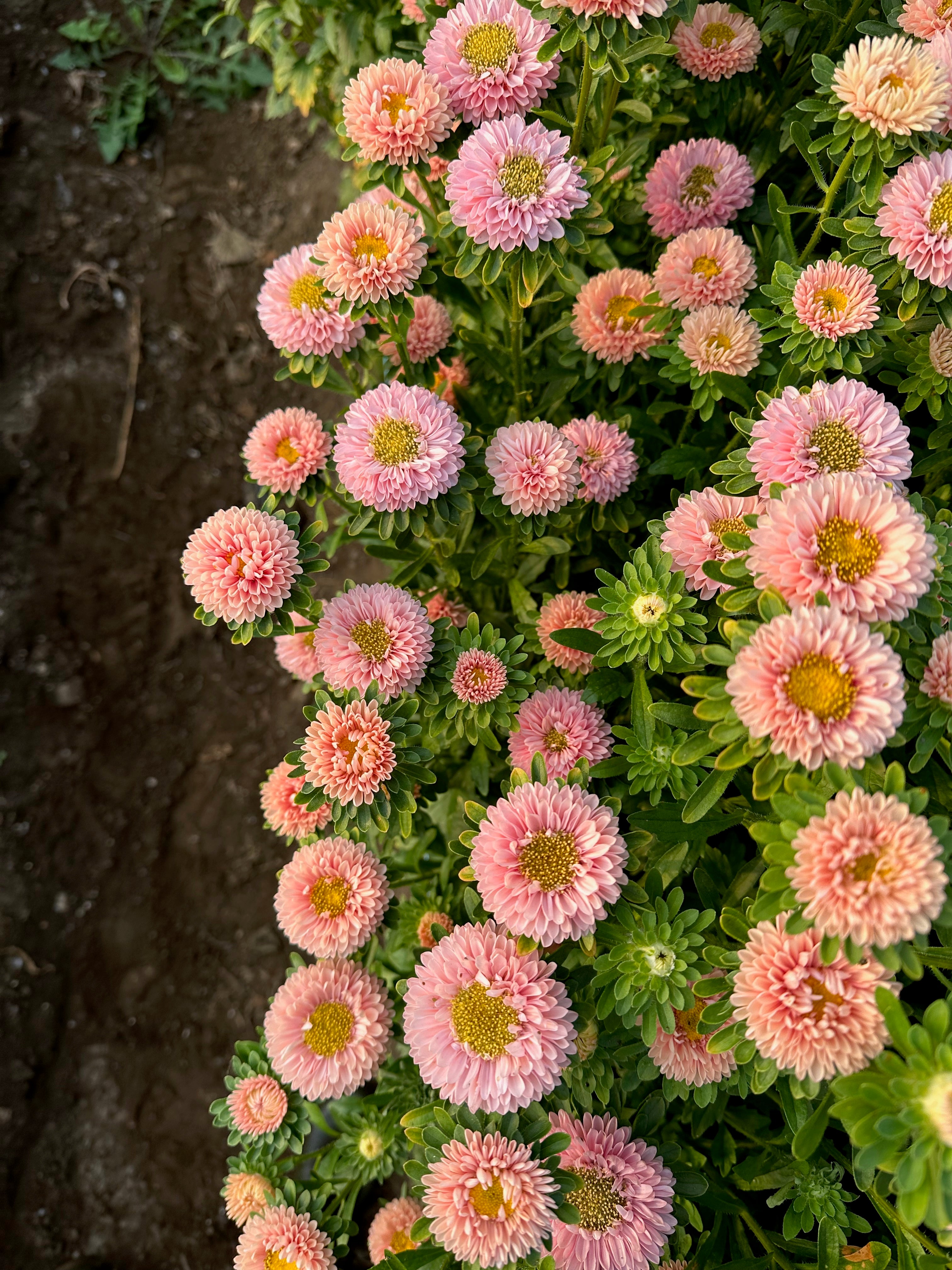 Aster Matsumoto Apricot