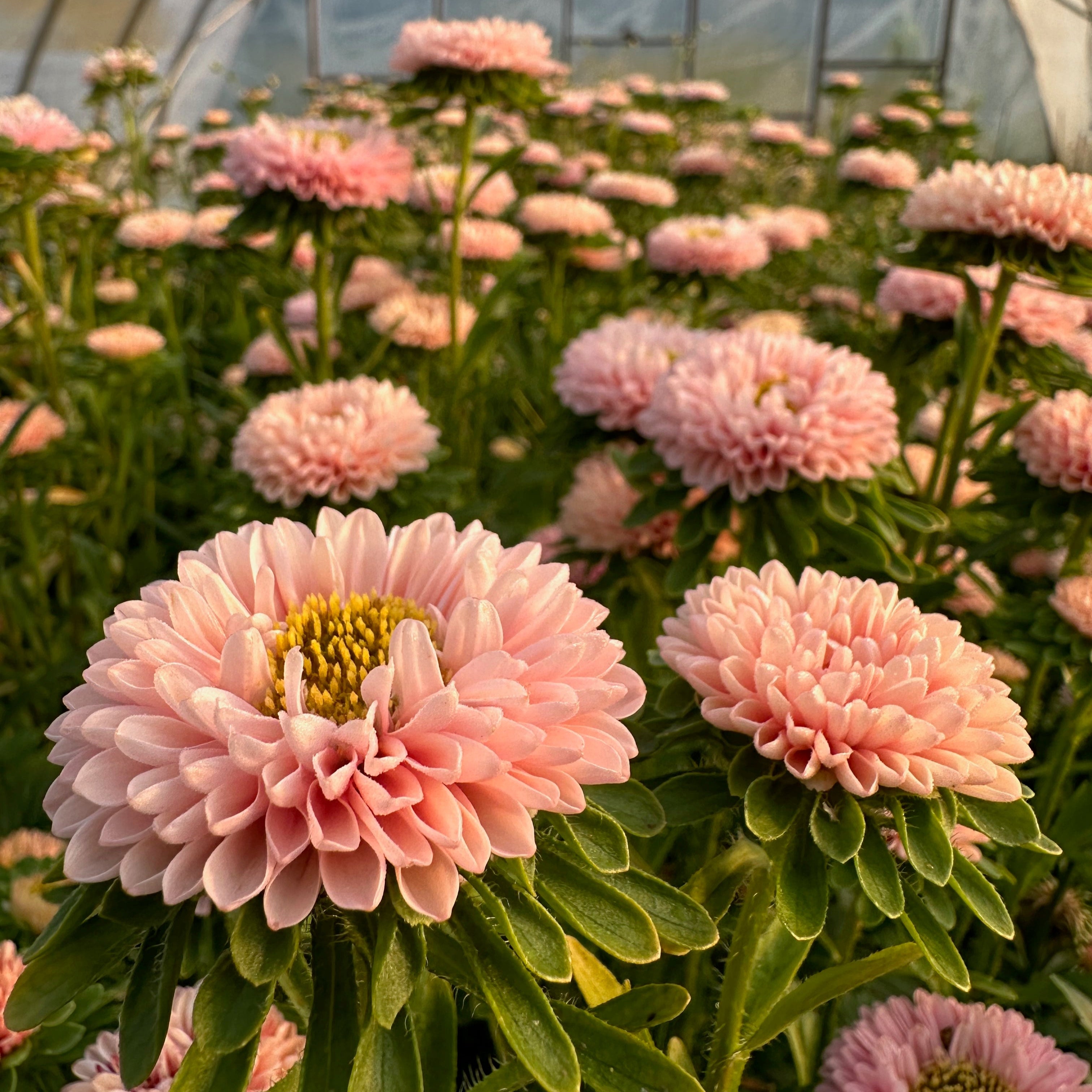 Aster Matsumoto Apricot