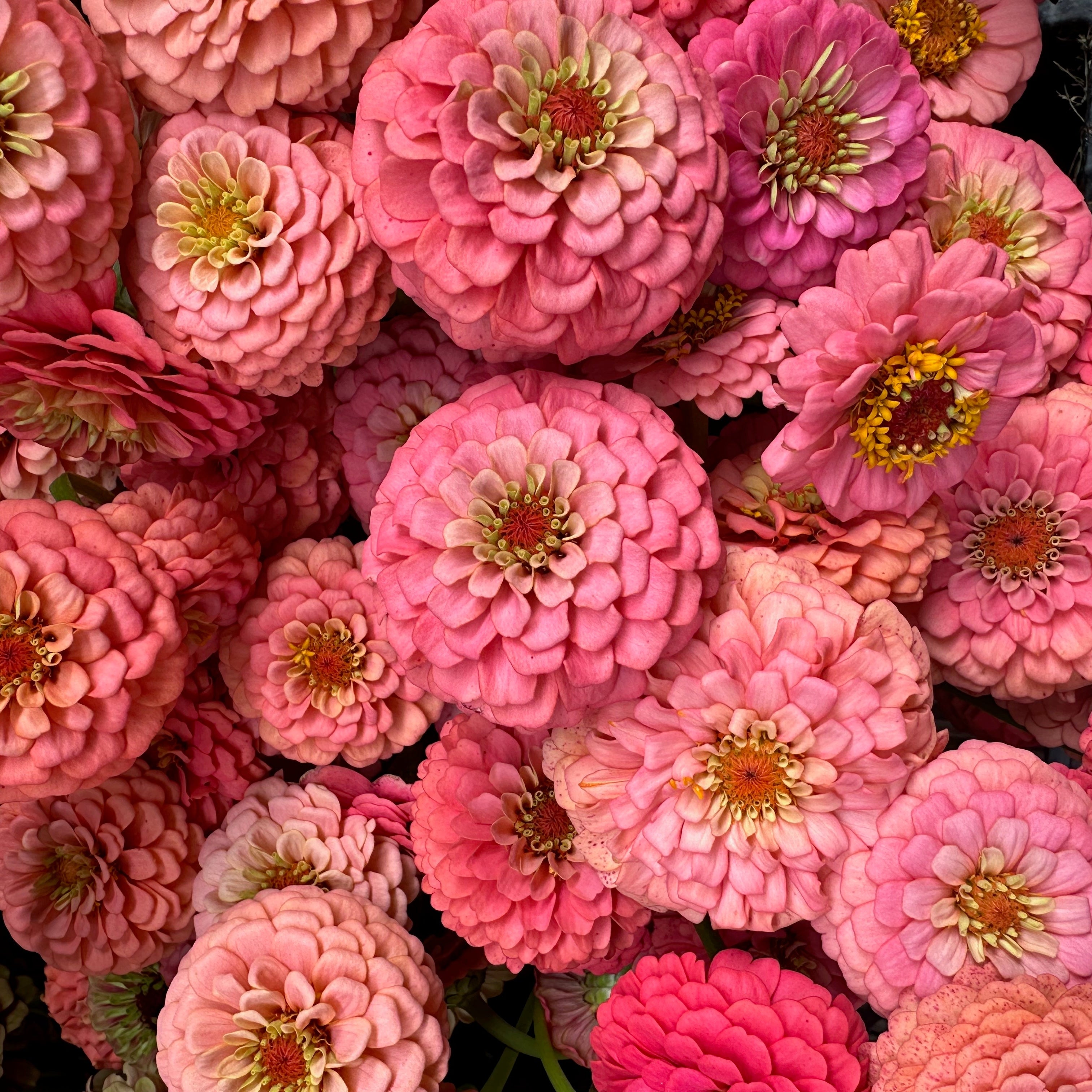 Zinnia Oklahoma Salmon