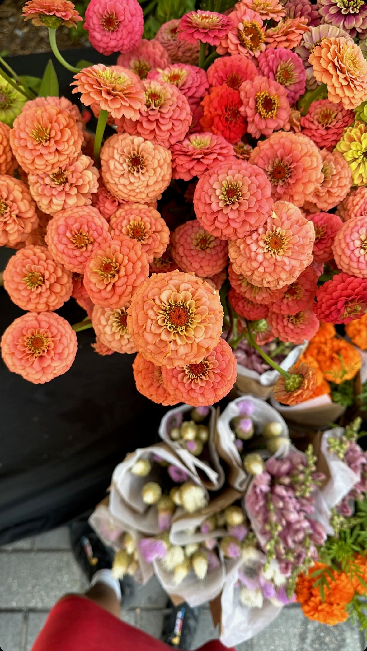 Zinnia Oklahoma Salmon