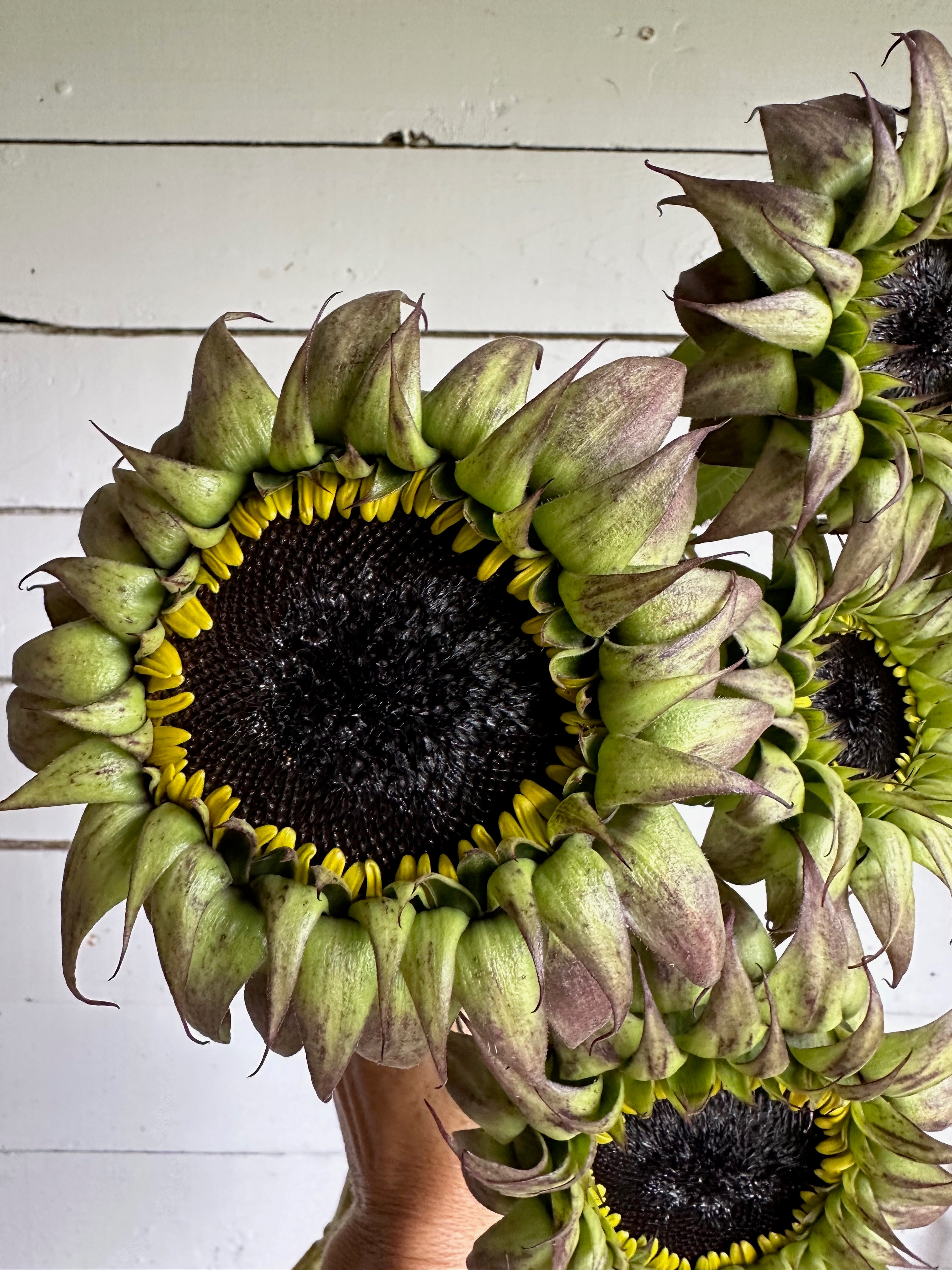 Tournesol Sunfill™ Purple F1