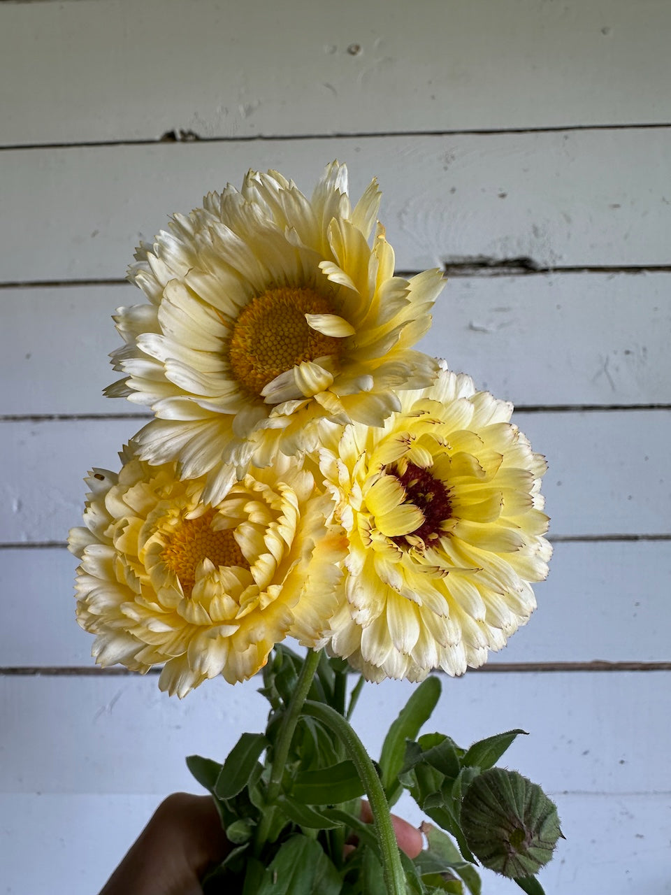 Calendule Ivory Princess