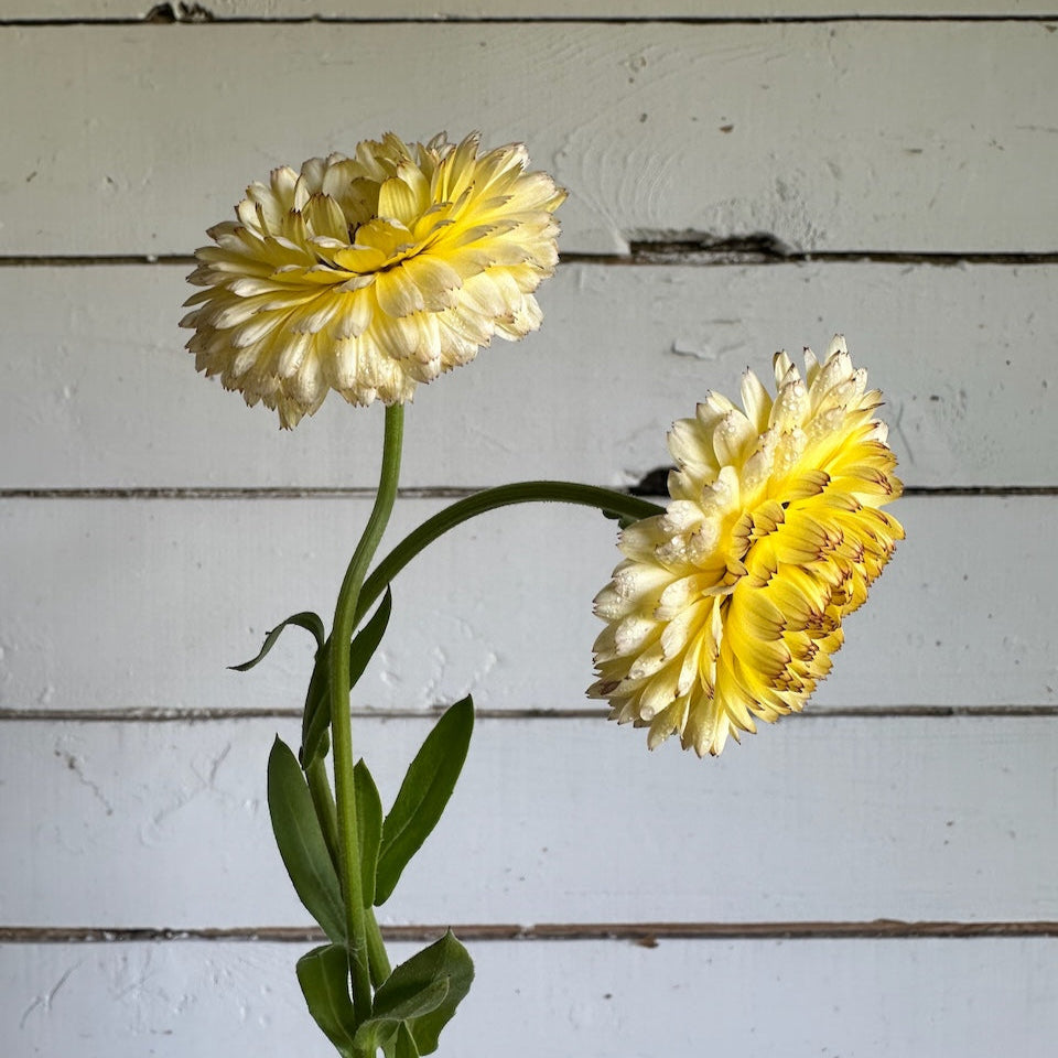 Calendule Ivory Princess