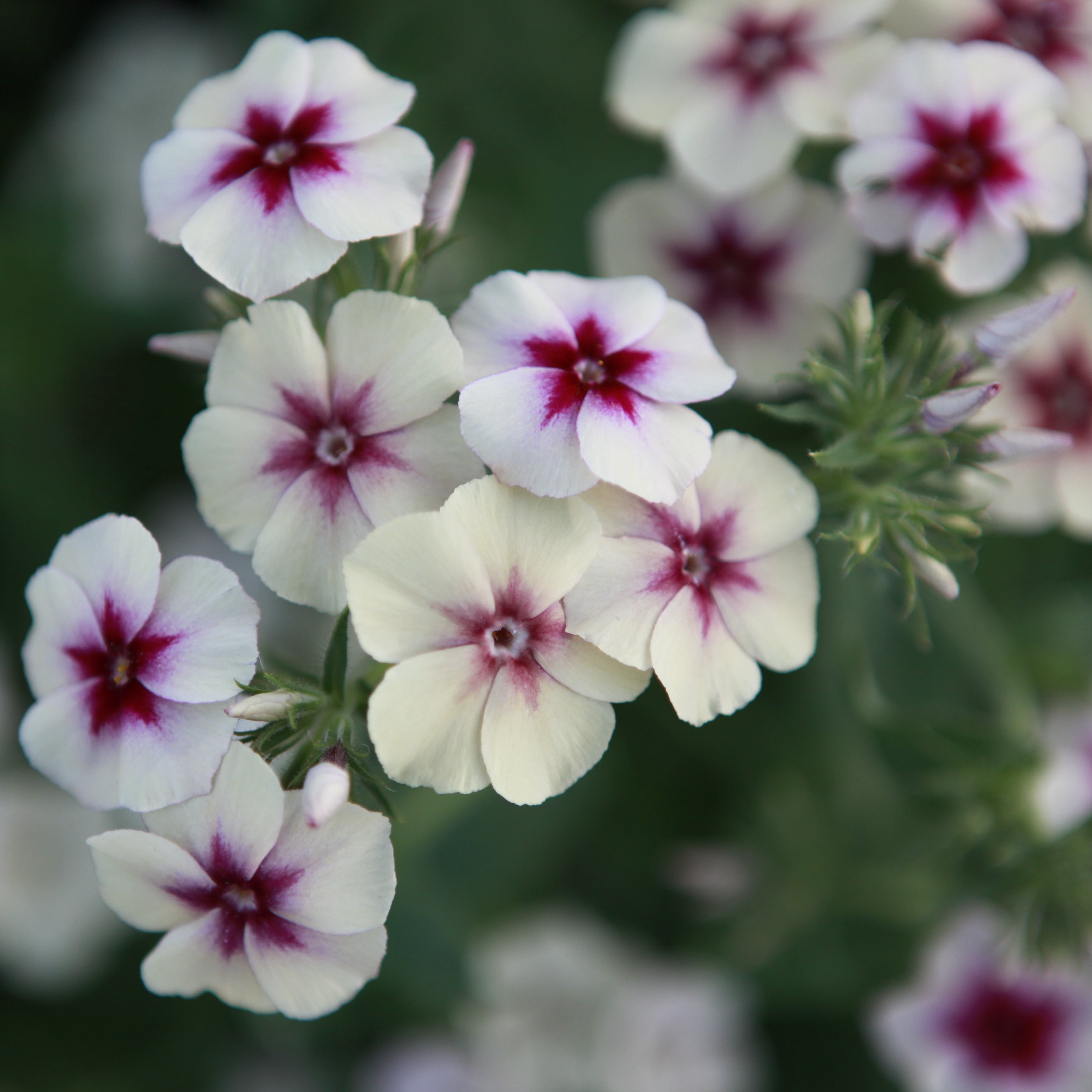 Phlox Cherry Caramel