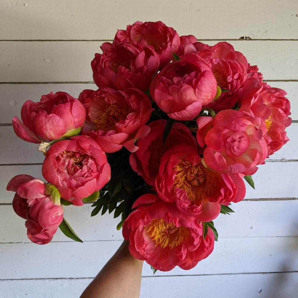 Pivoine Coral Charm