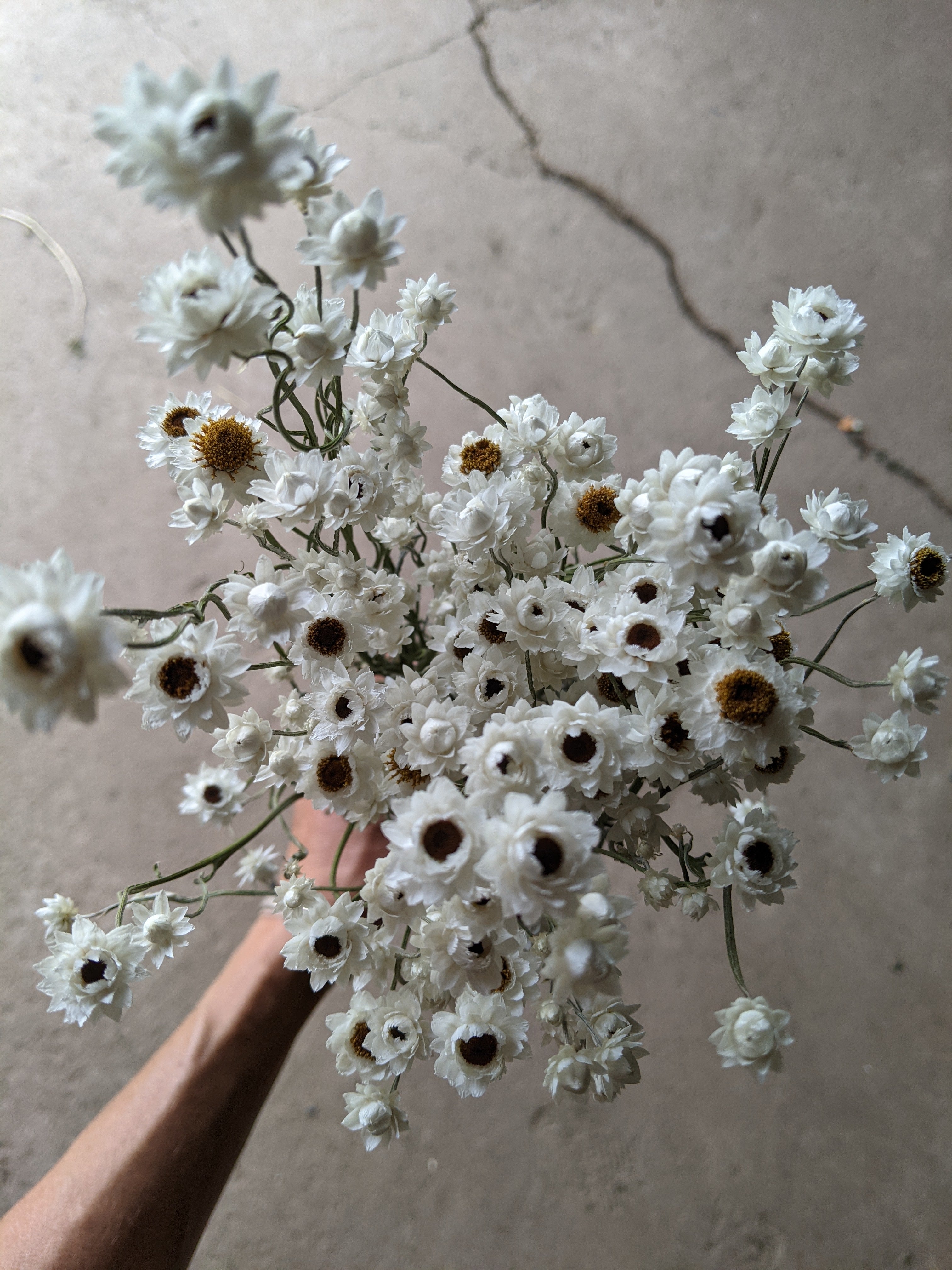 Ammobium Winged everlasting