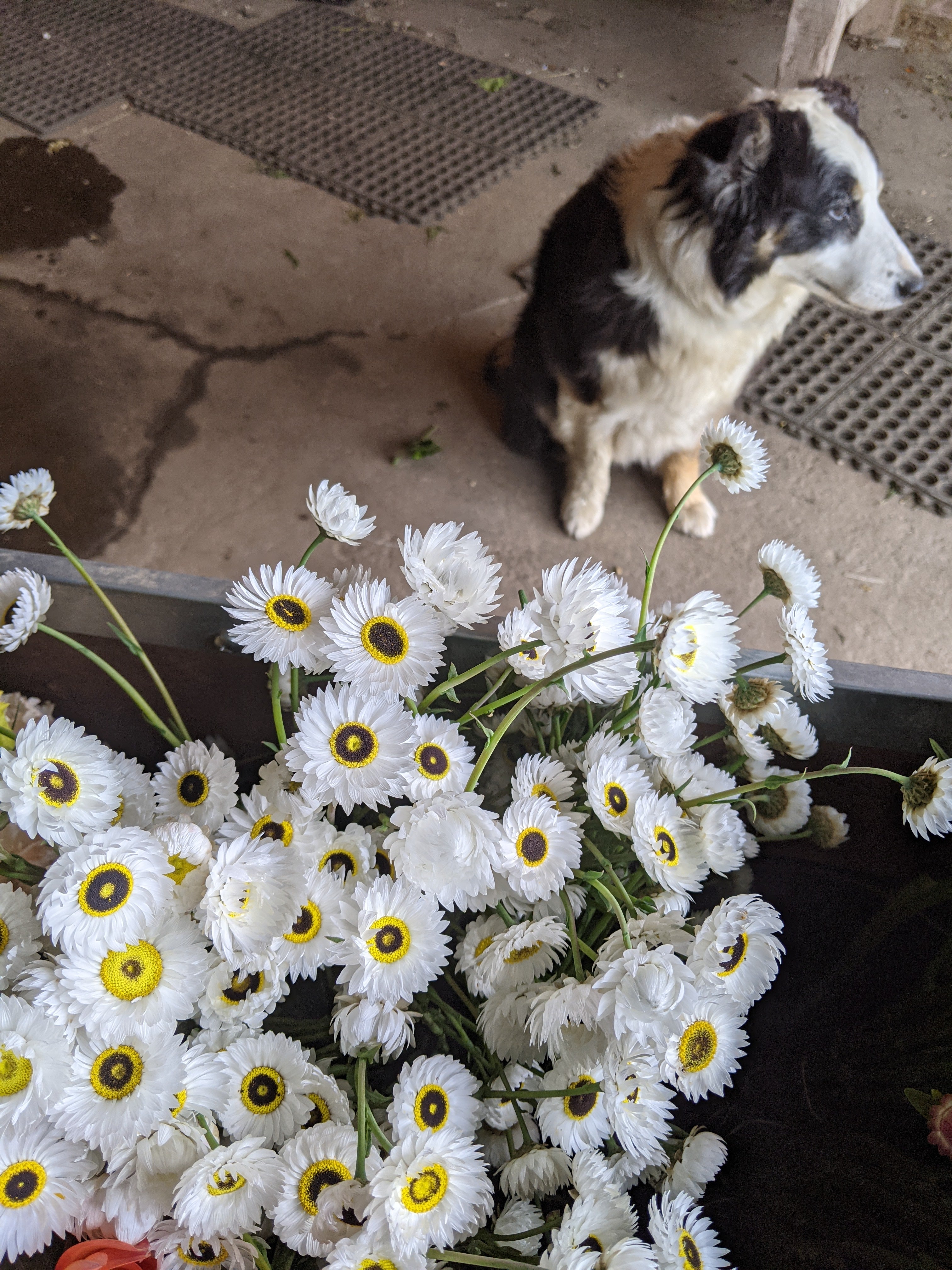 Rhodanthe Pierrot White