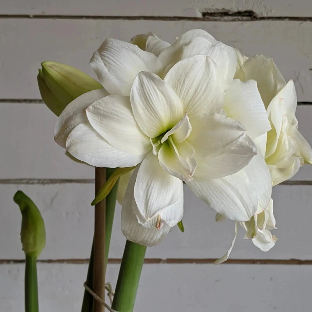 Amaryllis Donner