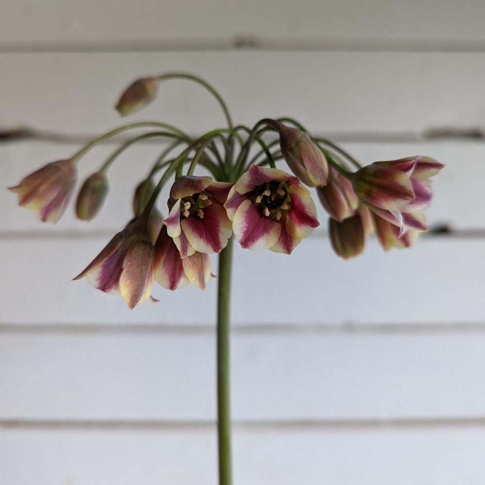 Allium Bulgaricum