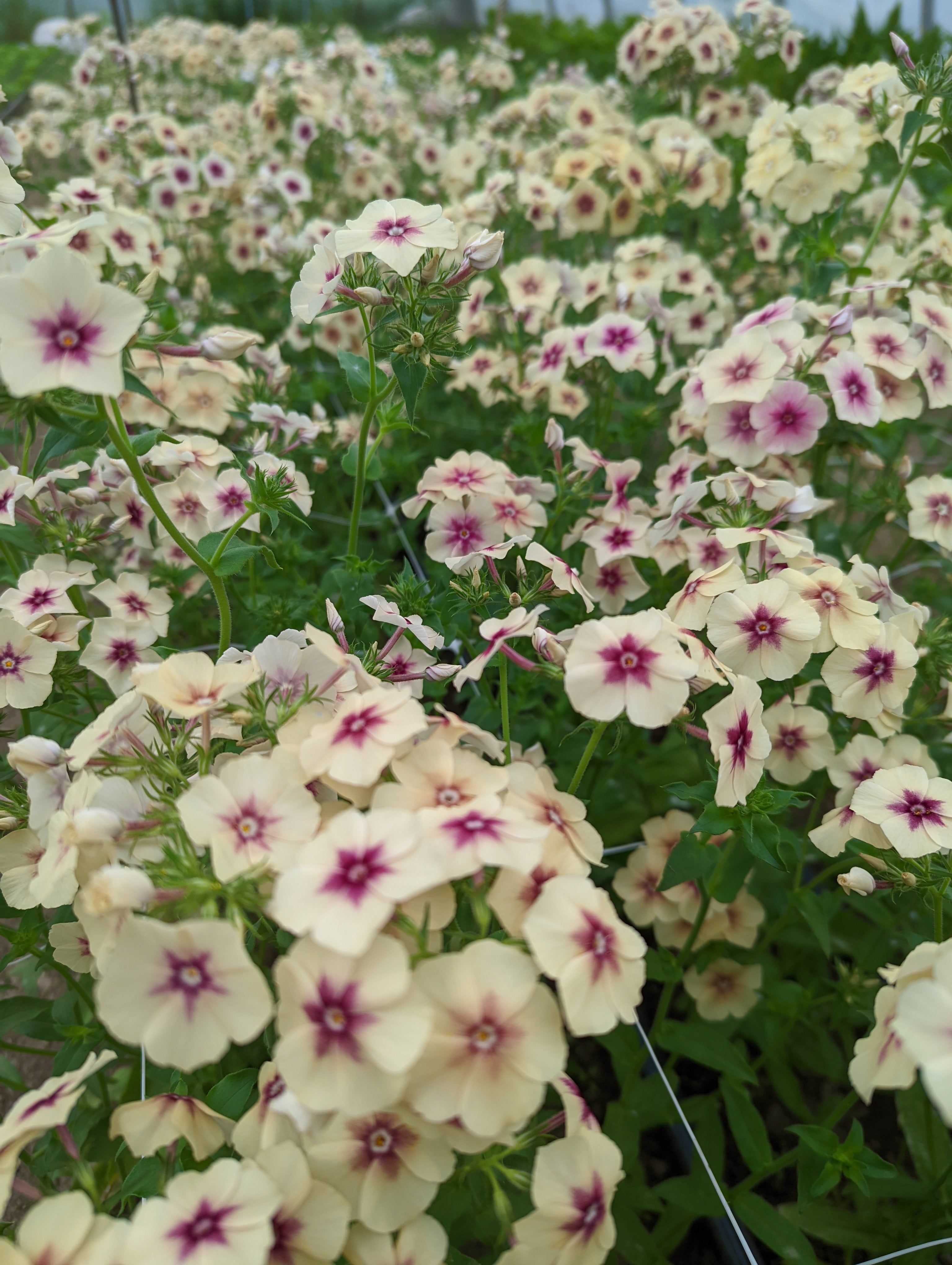 Phlox Cherry Caramel