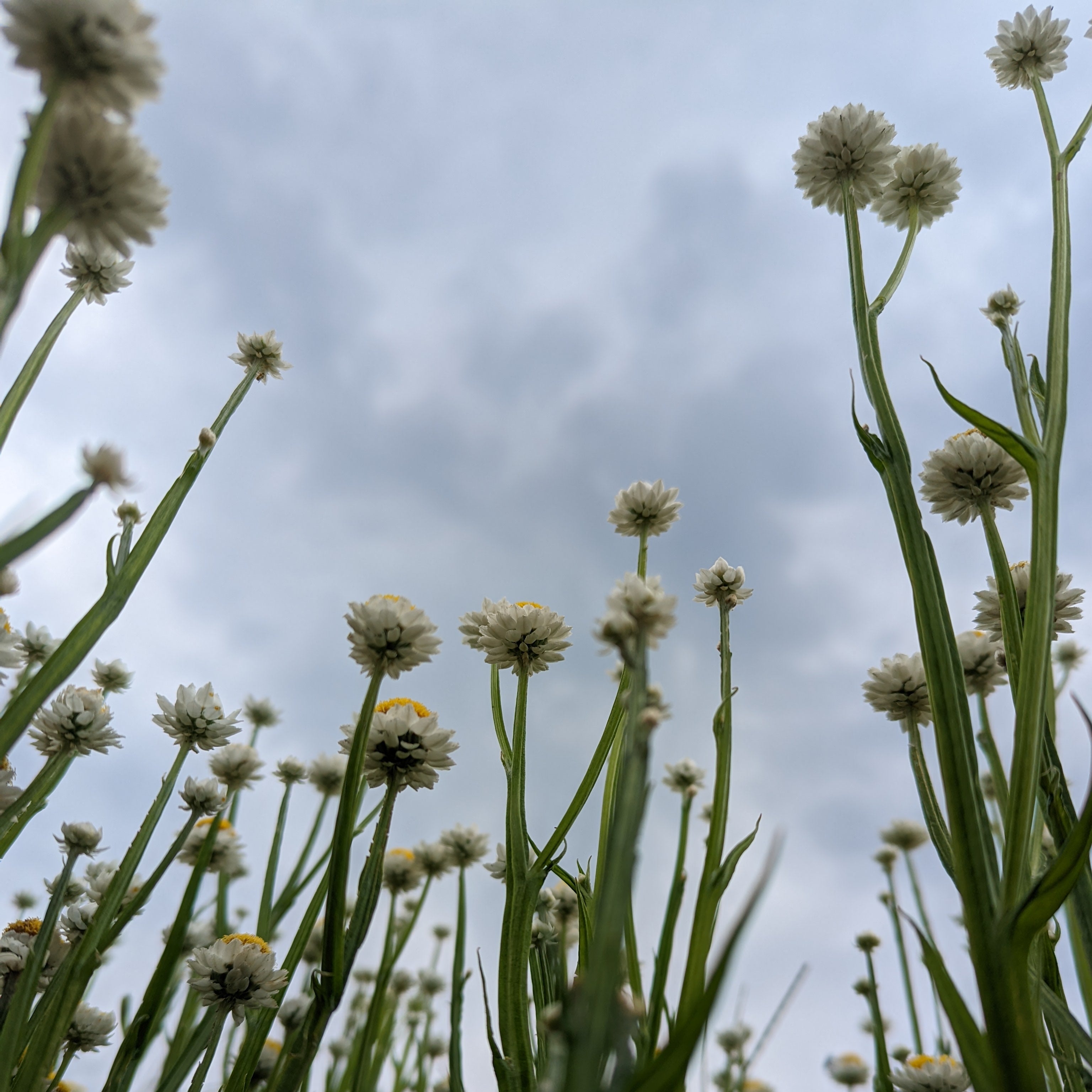 Ammobium Winged everlasting