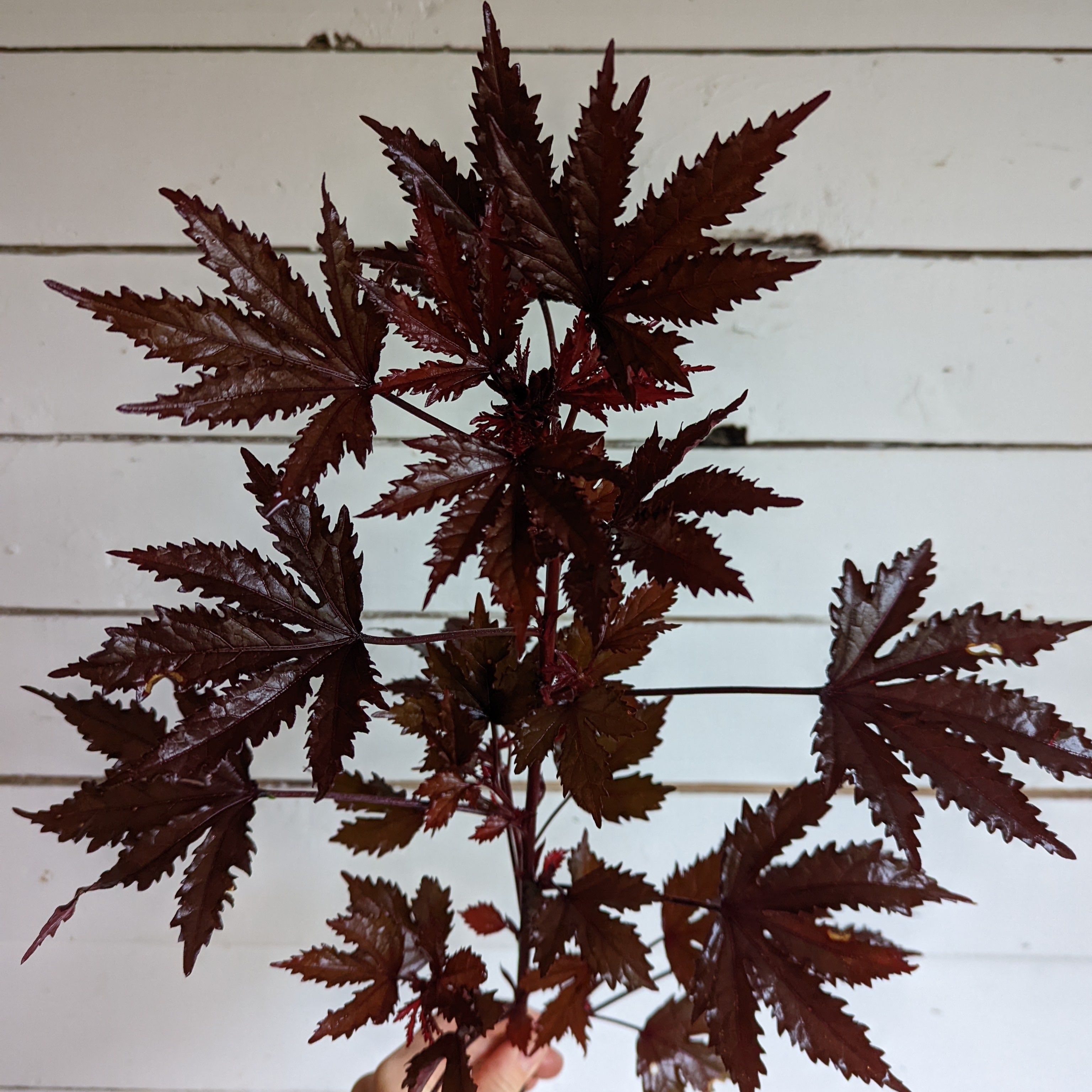 Hibiscus Mahogany Splendor