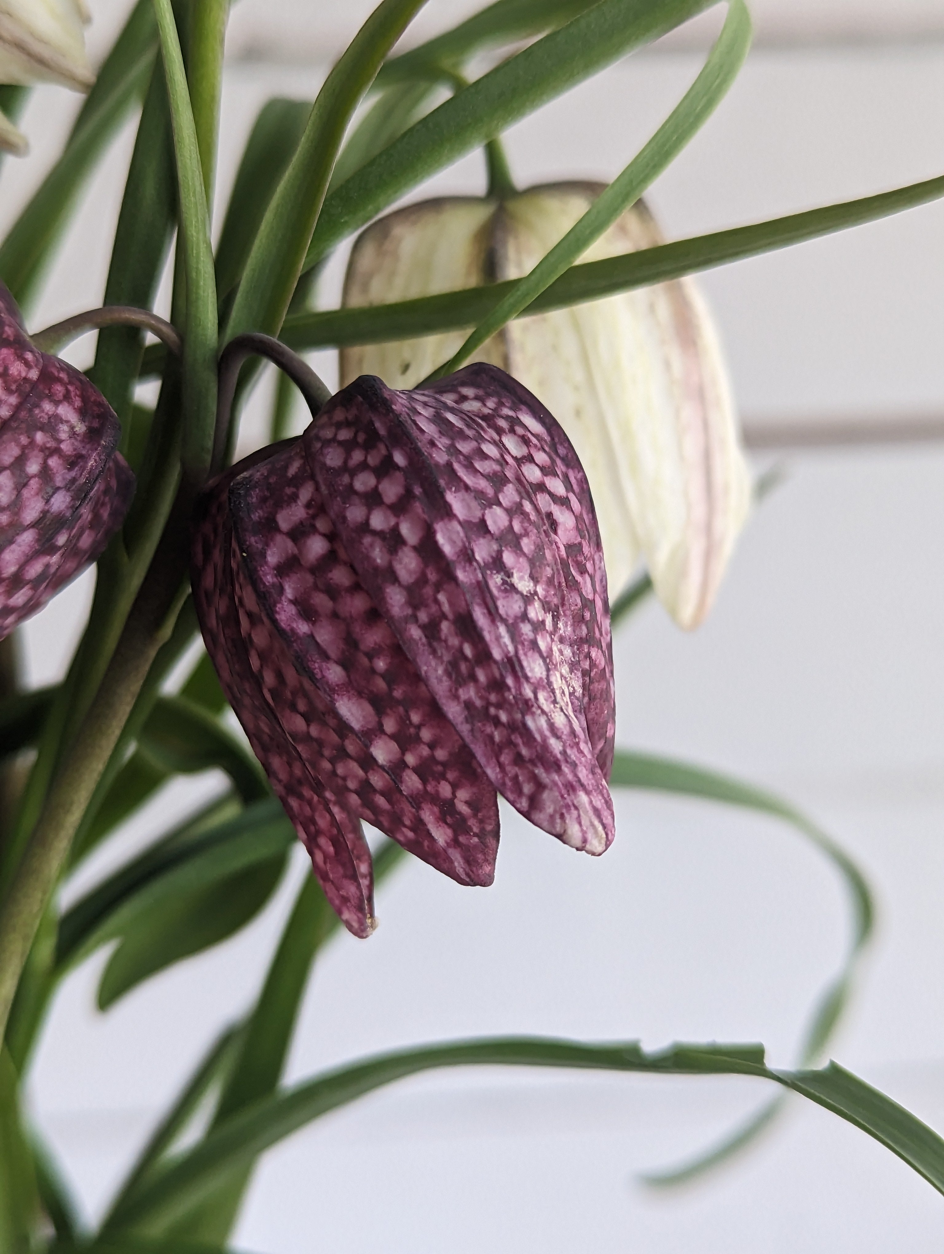 Fritillaire Meleagris