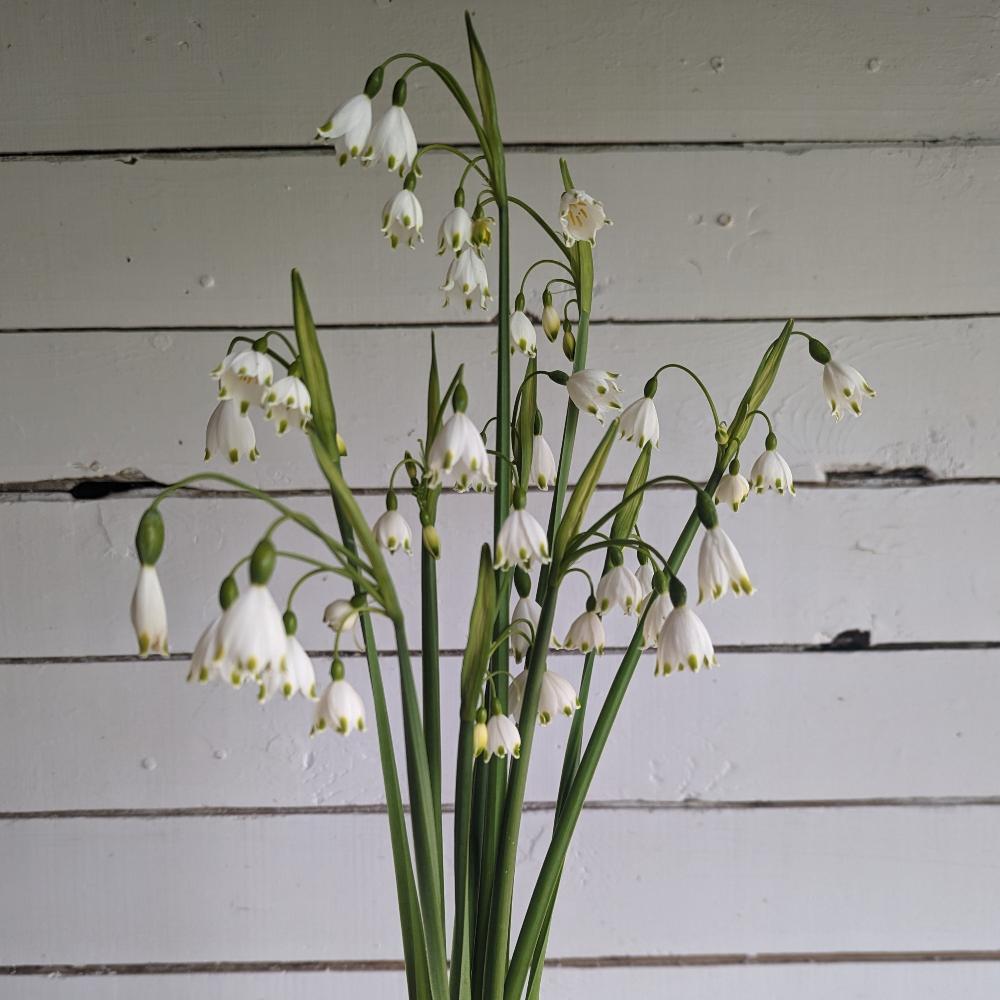 Leucojum Gravetye Giant