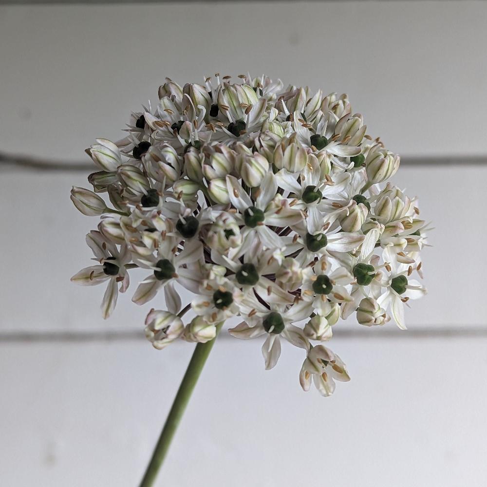 Allium Nigrum