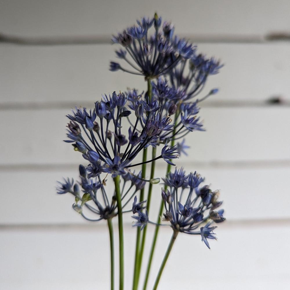 Allium Azureum