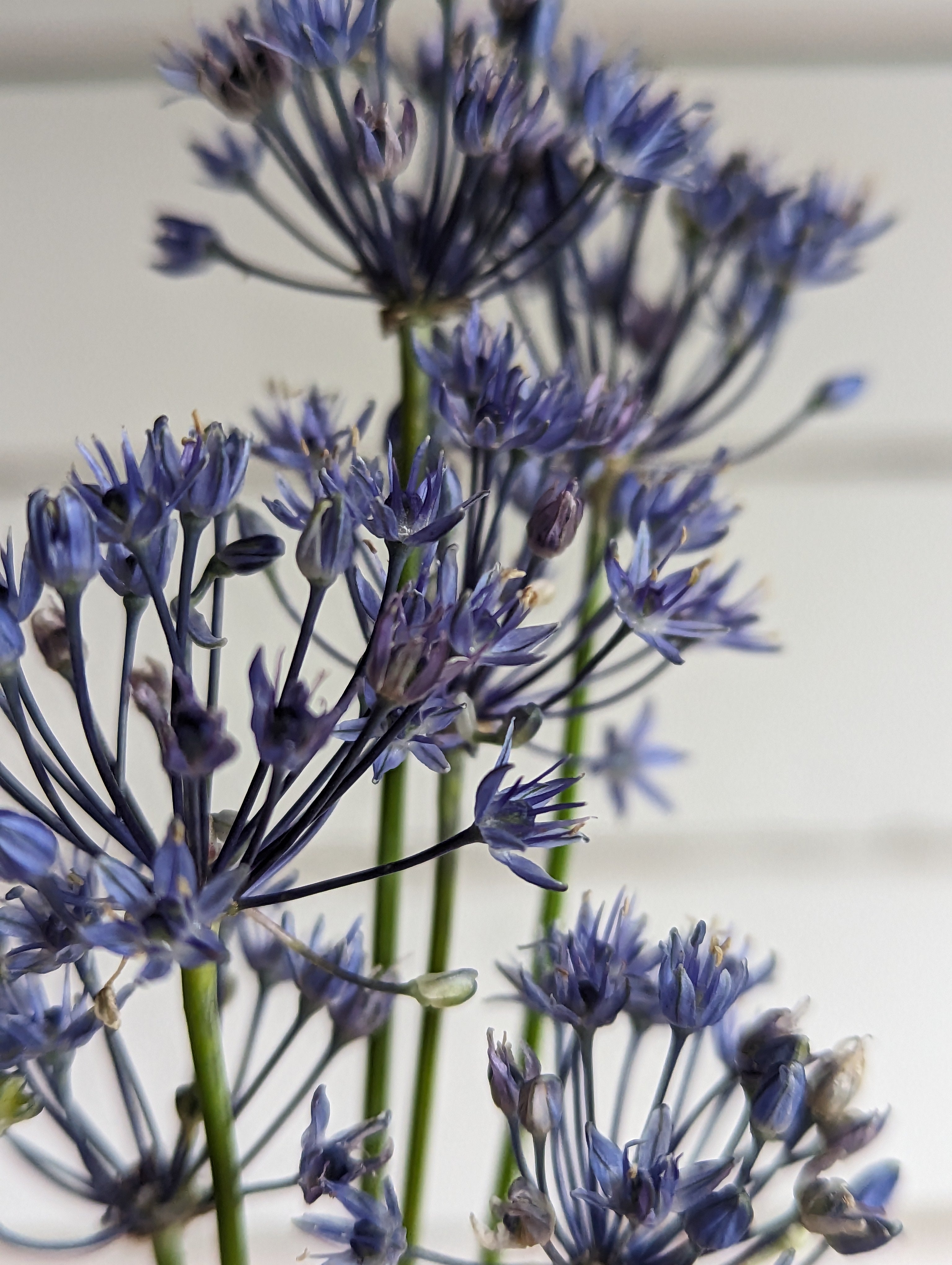 Allium Azureum