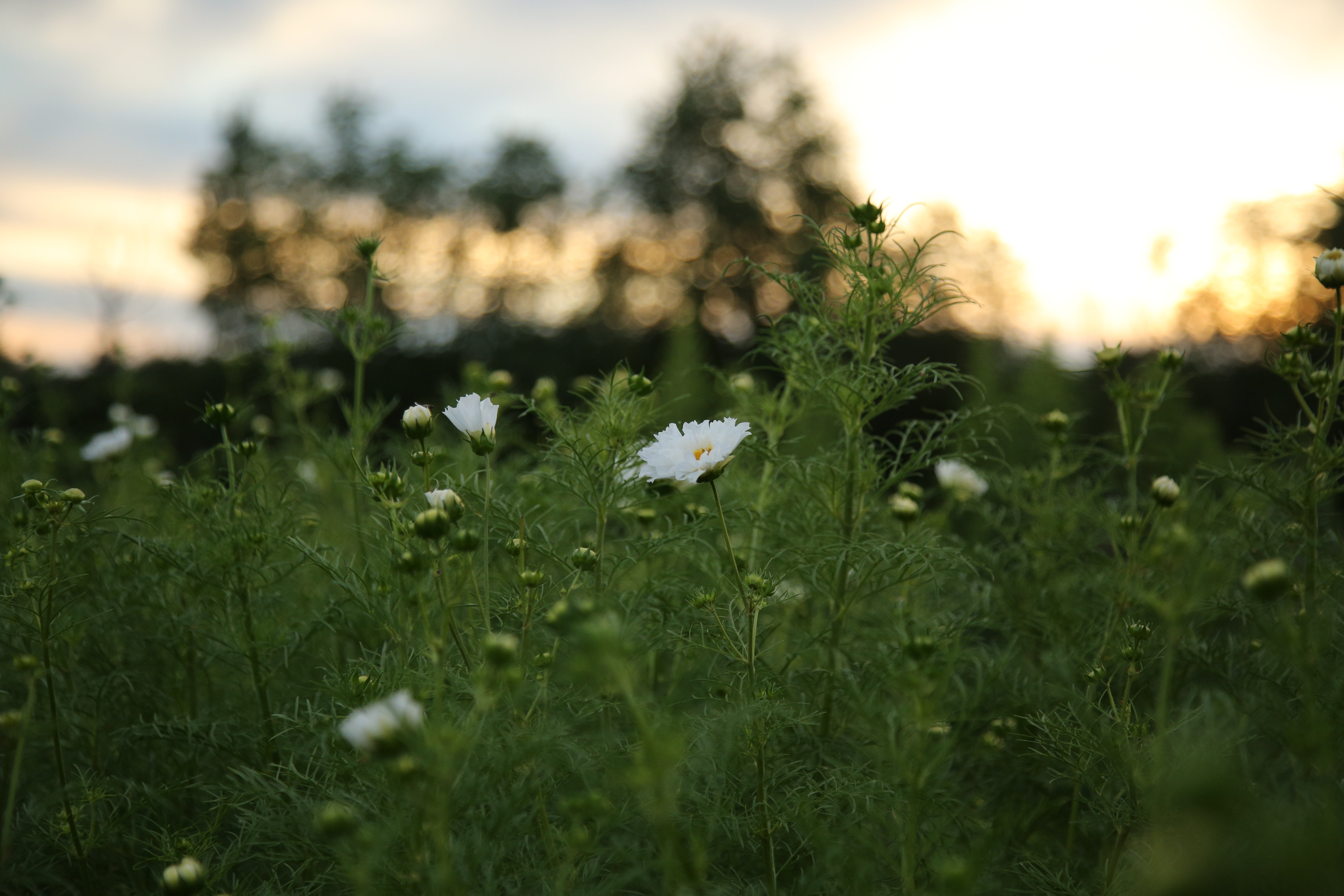 Cosmos Double Click Snow Puff