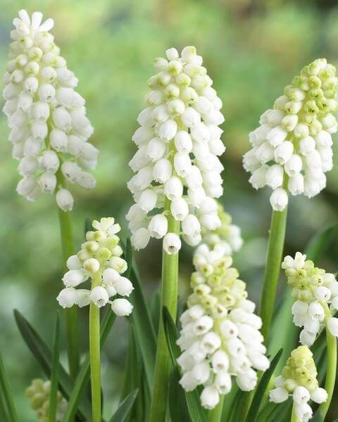 Muscari White Magic