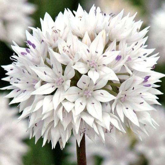 Allium Graceful Beauty