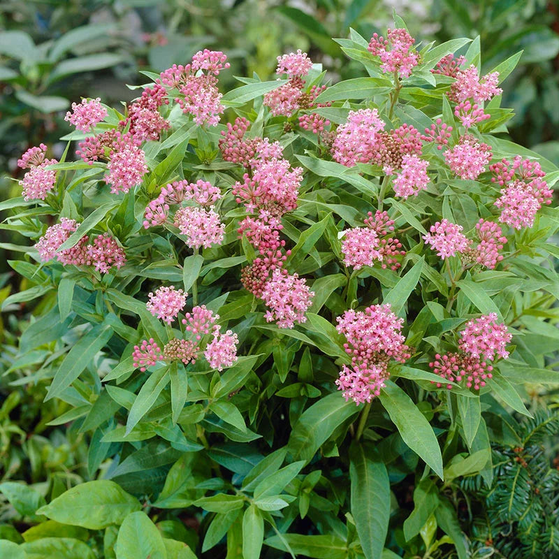 Asclépiade Swamp Milkweed