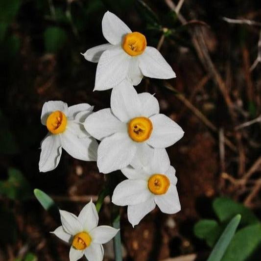 Narcisse Chinese Sacred Lily