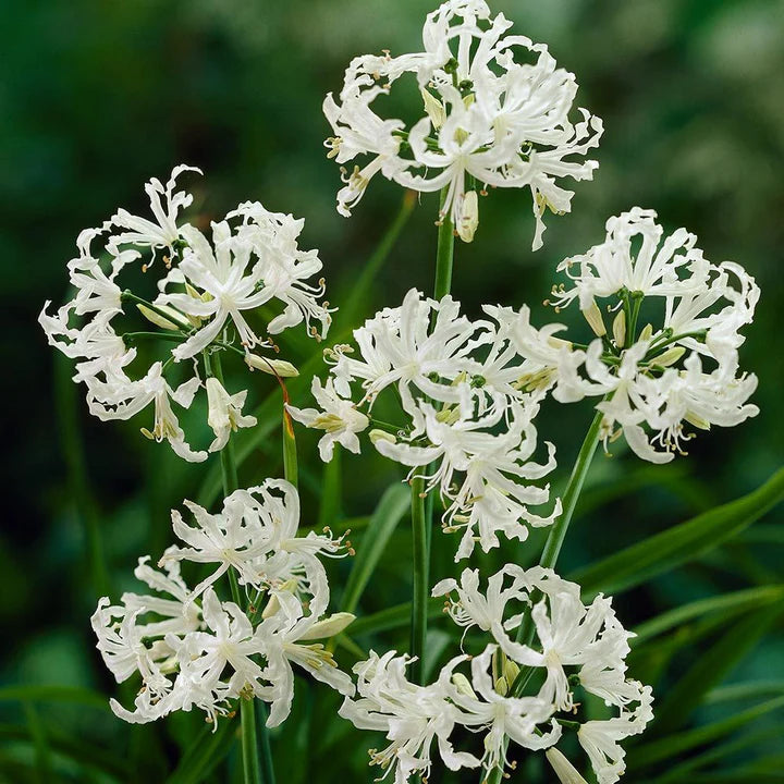 Nerine- Bowdenii Alba