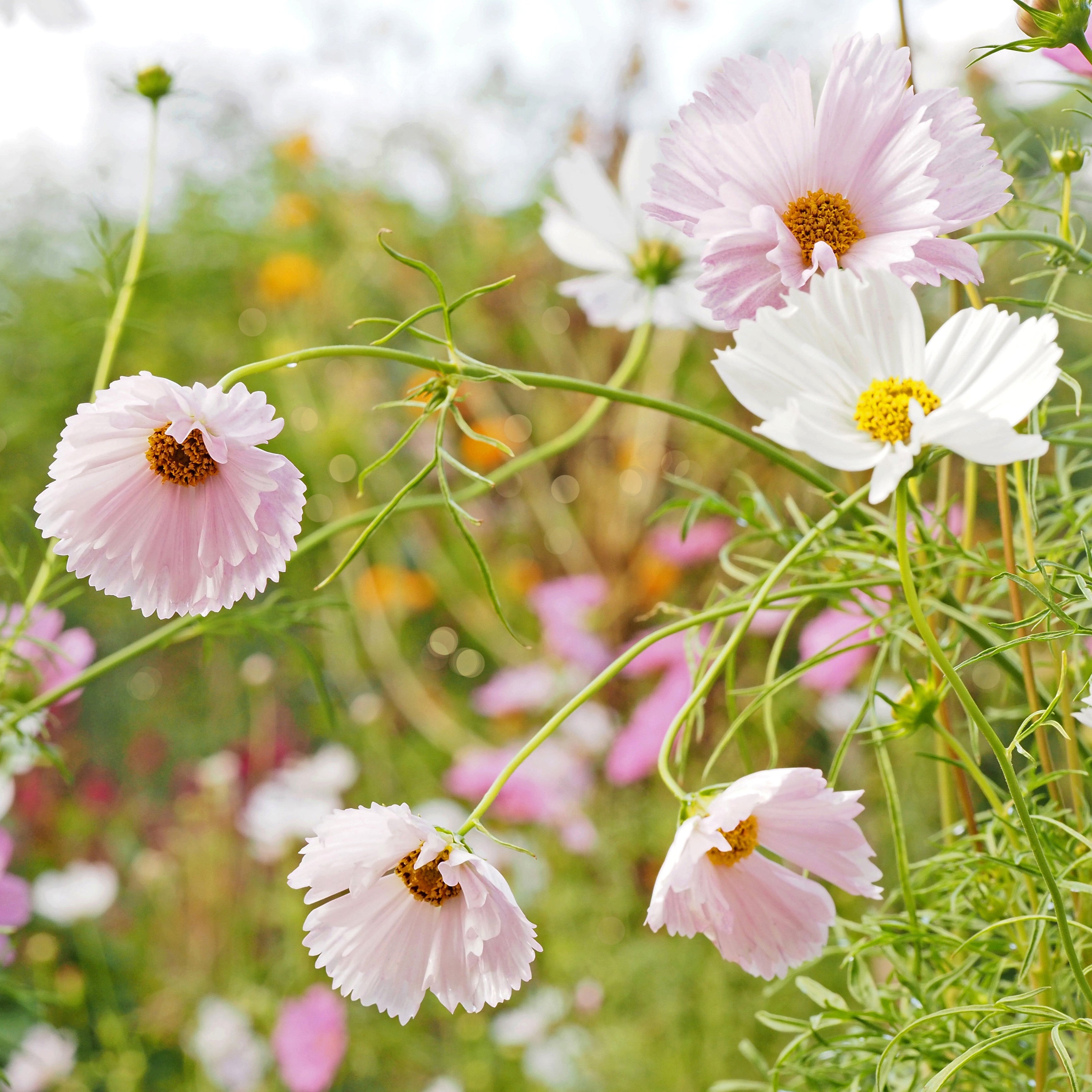 Cosmos Cupcake Blush