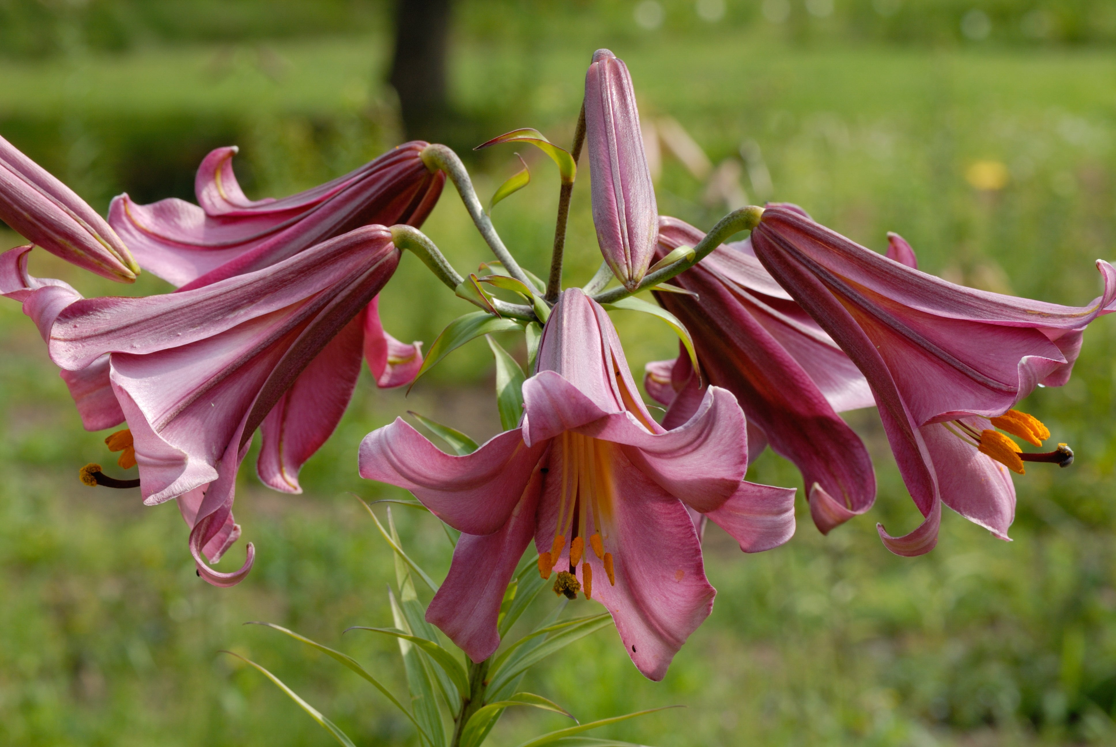 Lys trompette - Pink Perfection