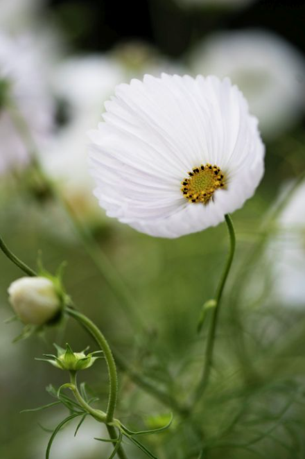 Cosmos Cupcake White