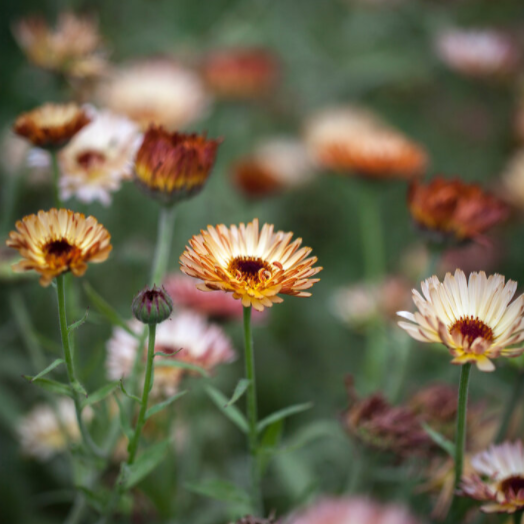 Calendule Touch Of Red Buff