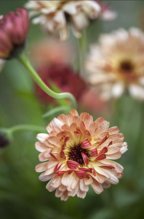 Calendule Touch Of Red Buff