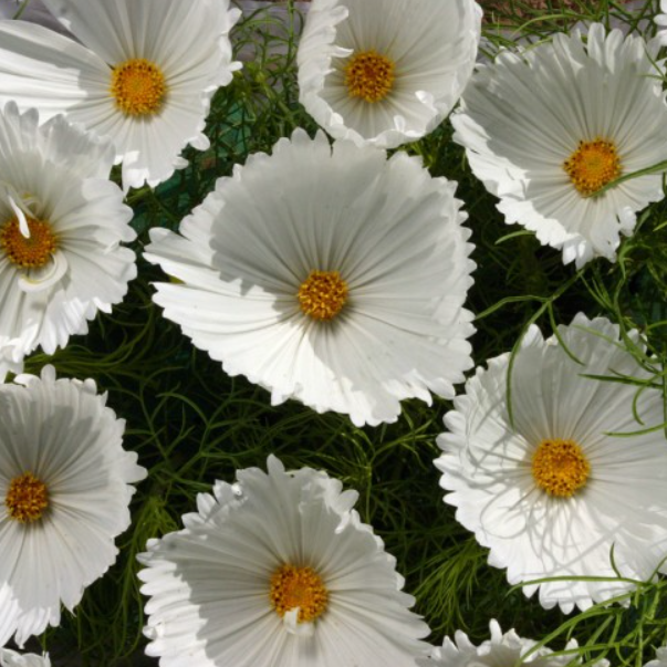 Cosmos Cupcake White