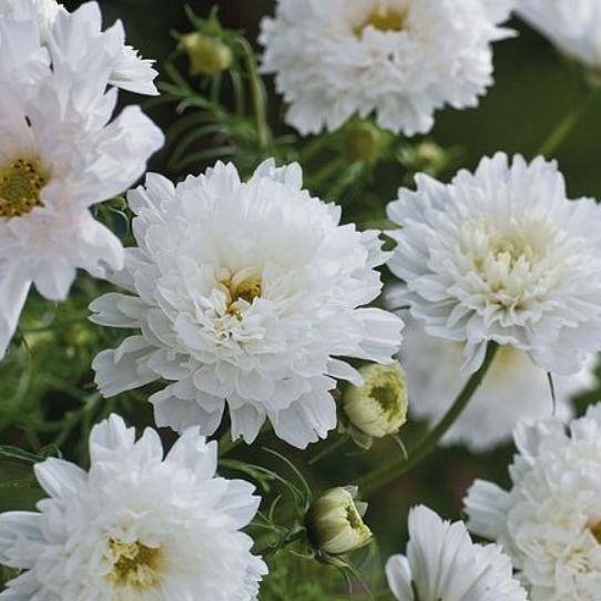 Cosmos Double Click Snow Puff