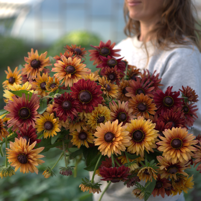 Rudbeckia Sahara