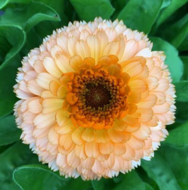 Calendule Pink Surprise