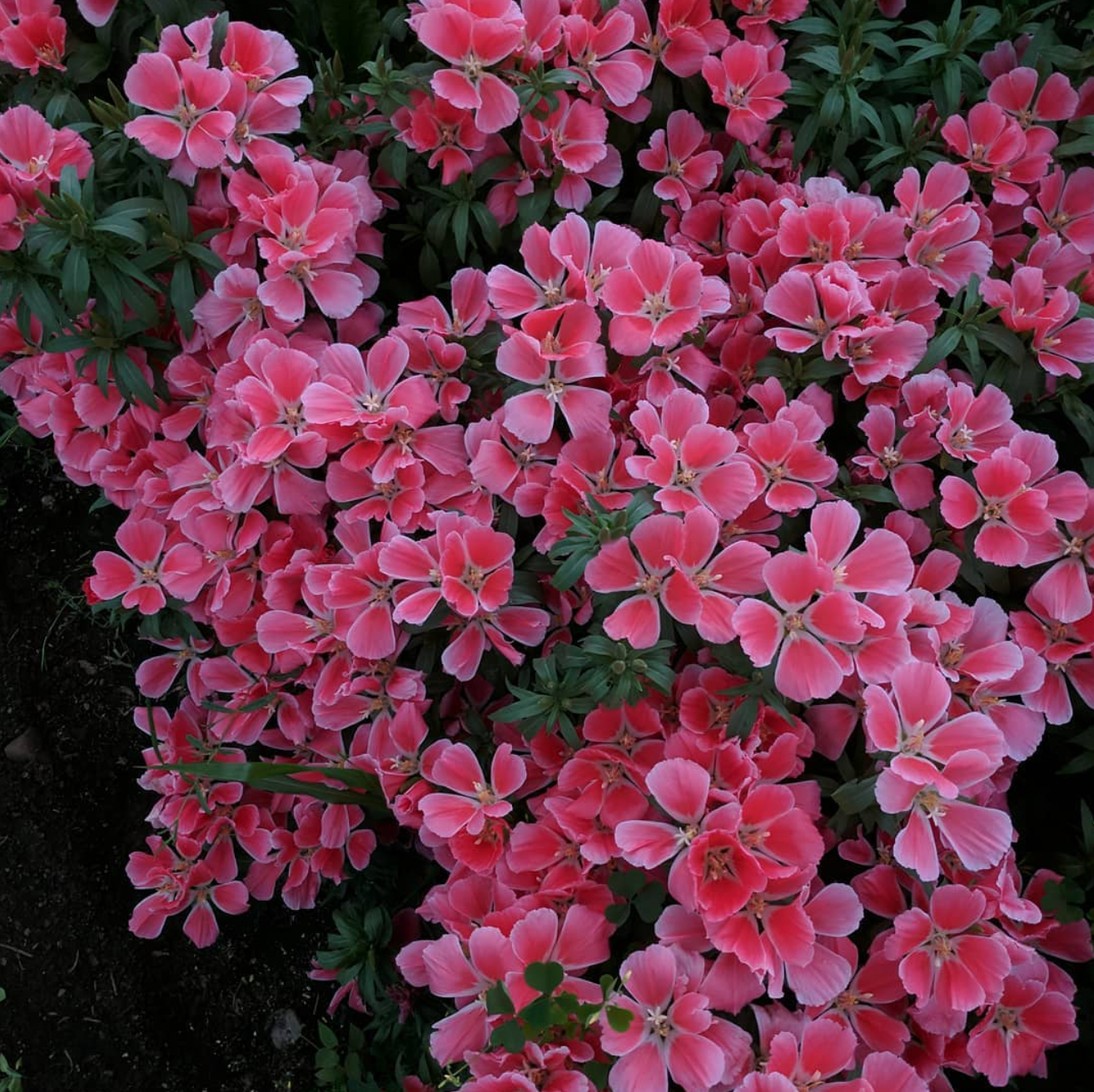 Godetia Grace Salmon