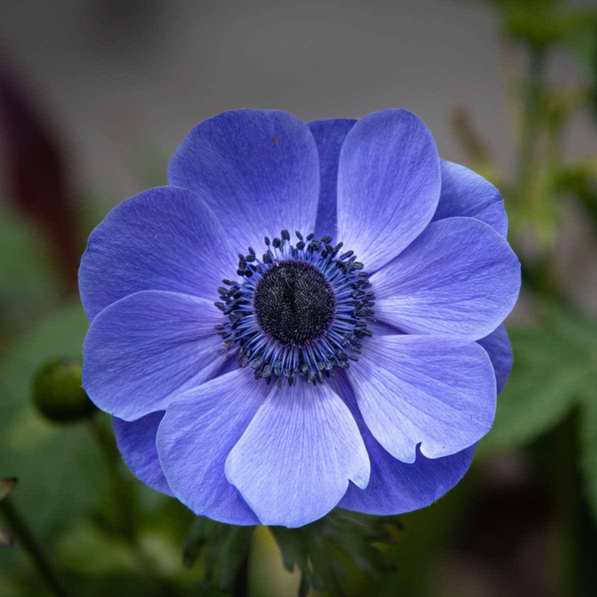 Cormes d'anémones Blue Poppy