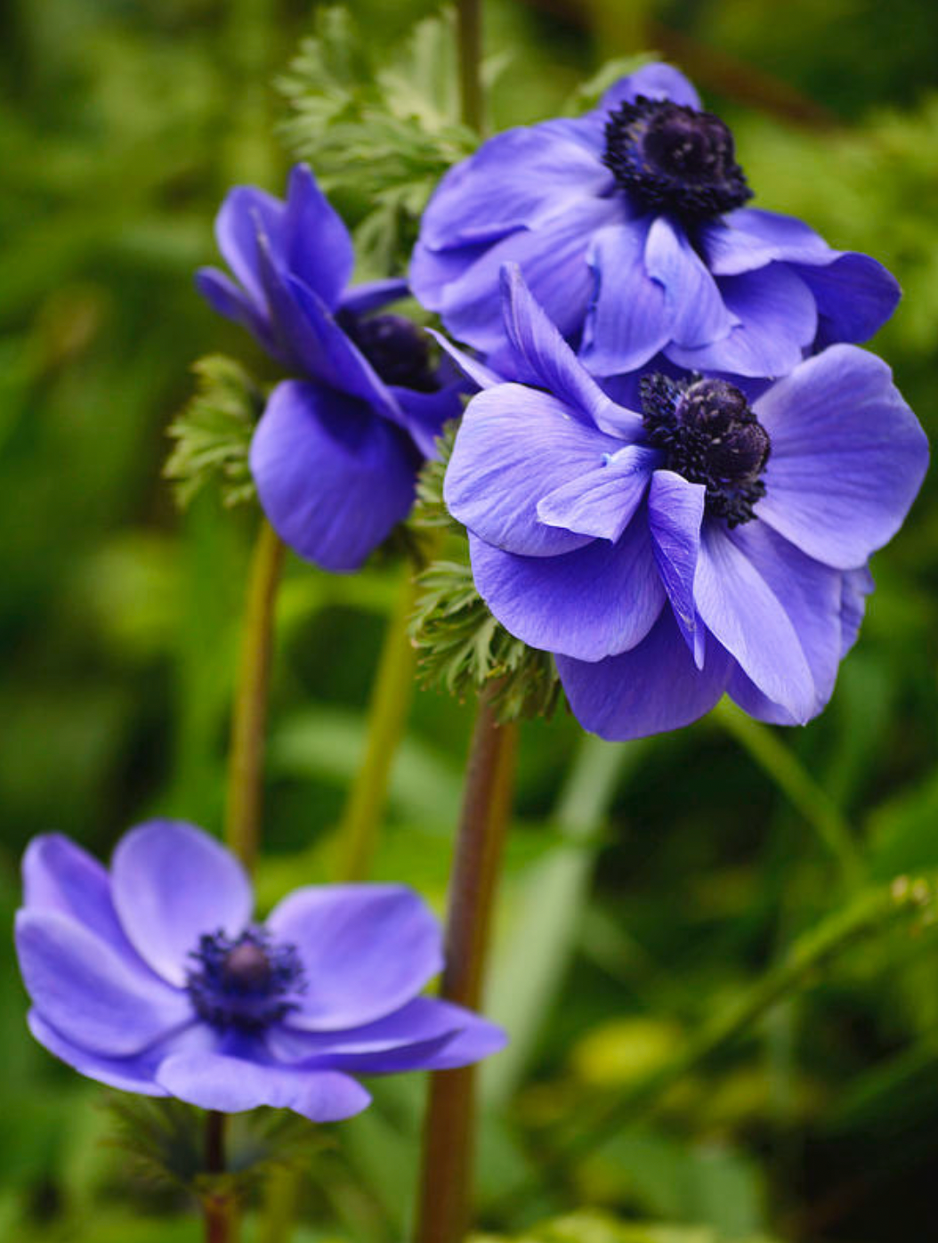 Cormes d'anémones Blue Poppy