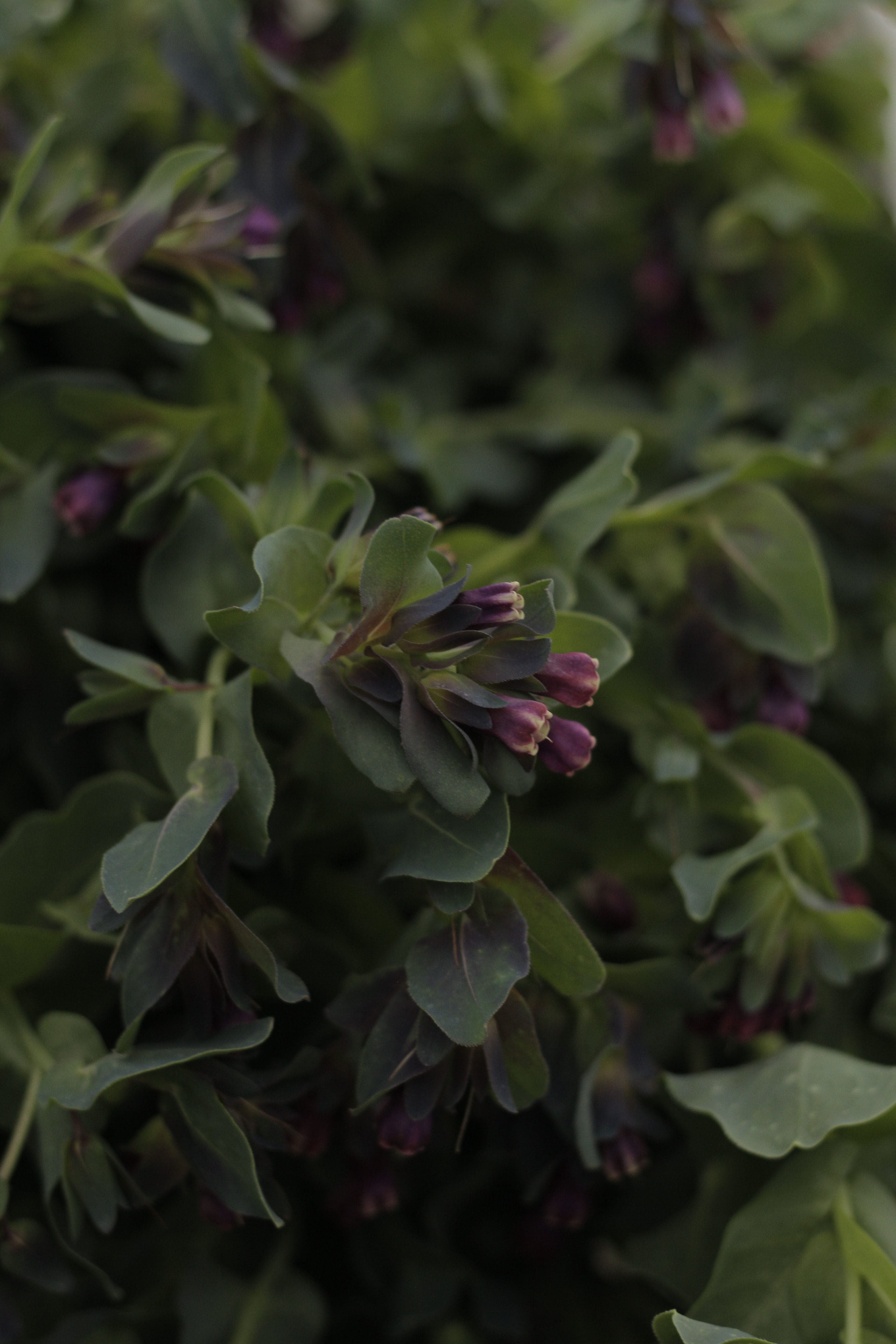 Cerinthe Kiwi blue