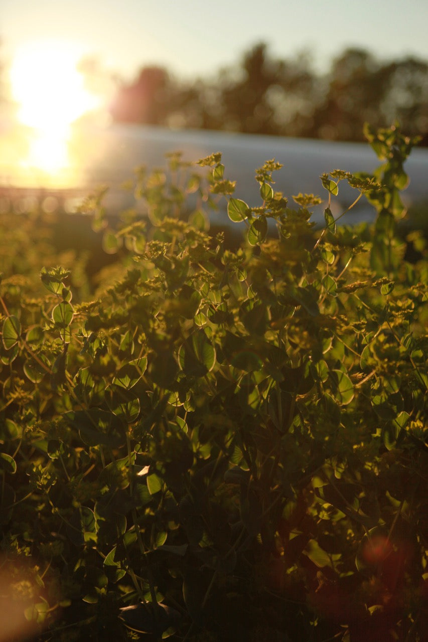 Bupleurum Green Gold