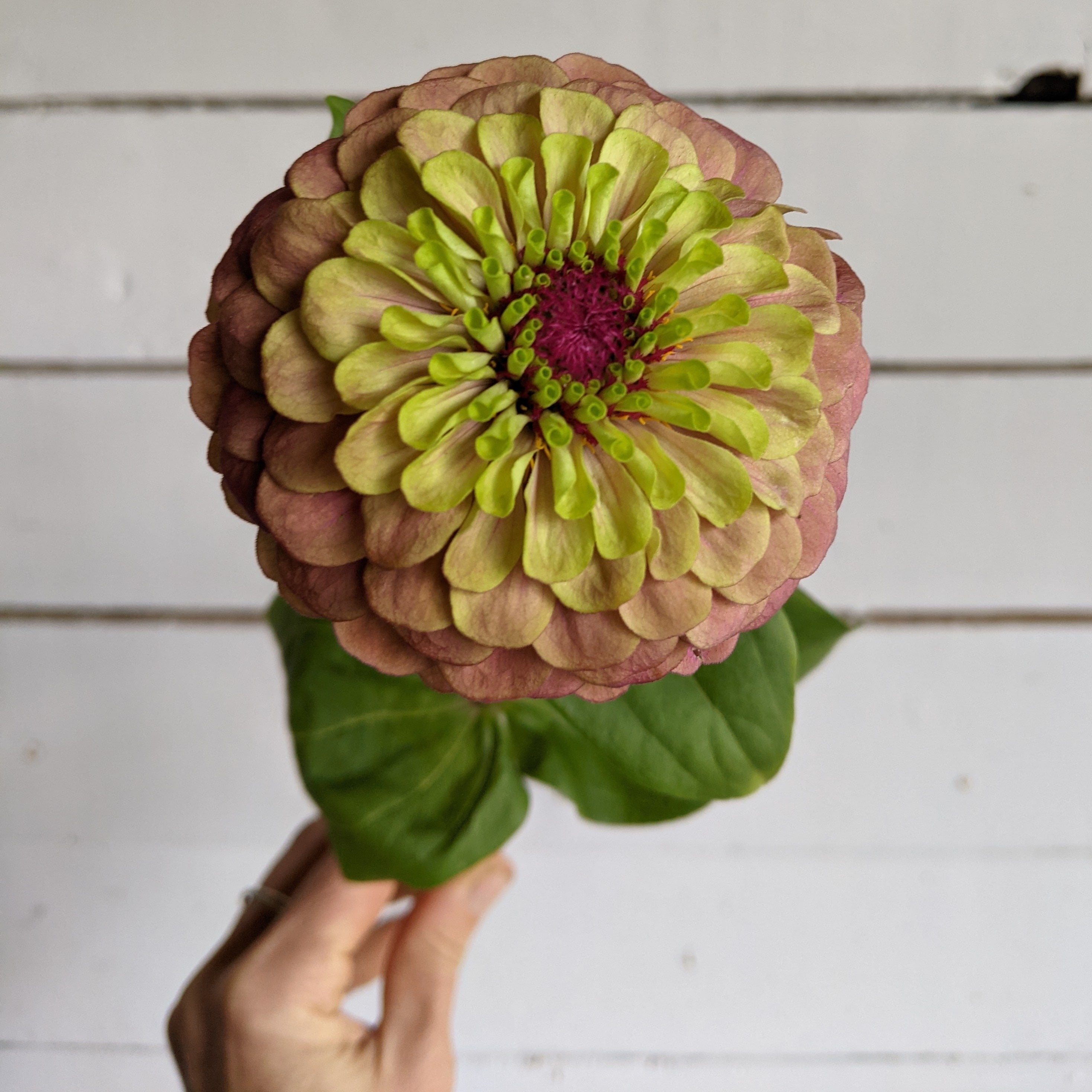 Zinnia Queen Lime Red