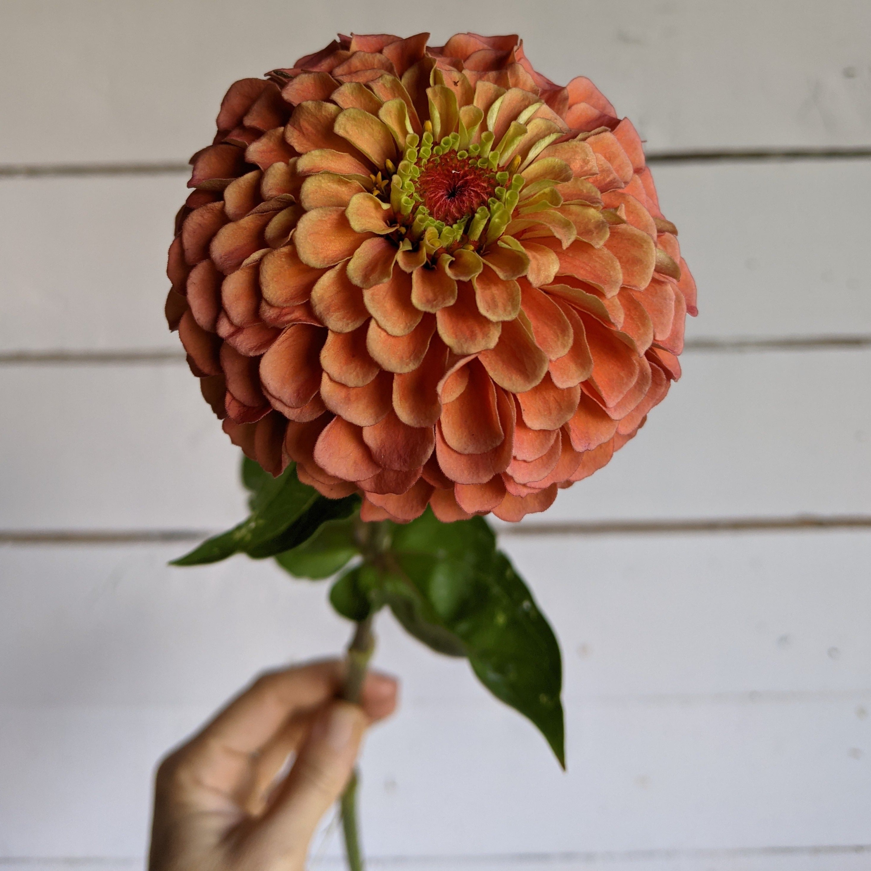 Zinnia Queen Lime Orange