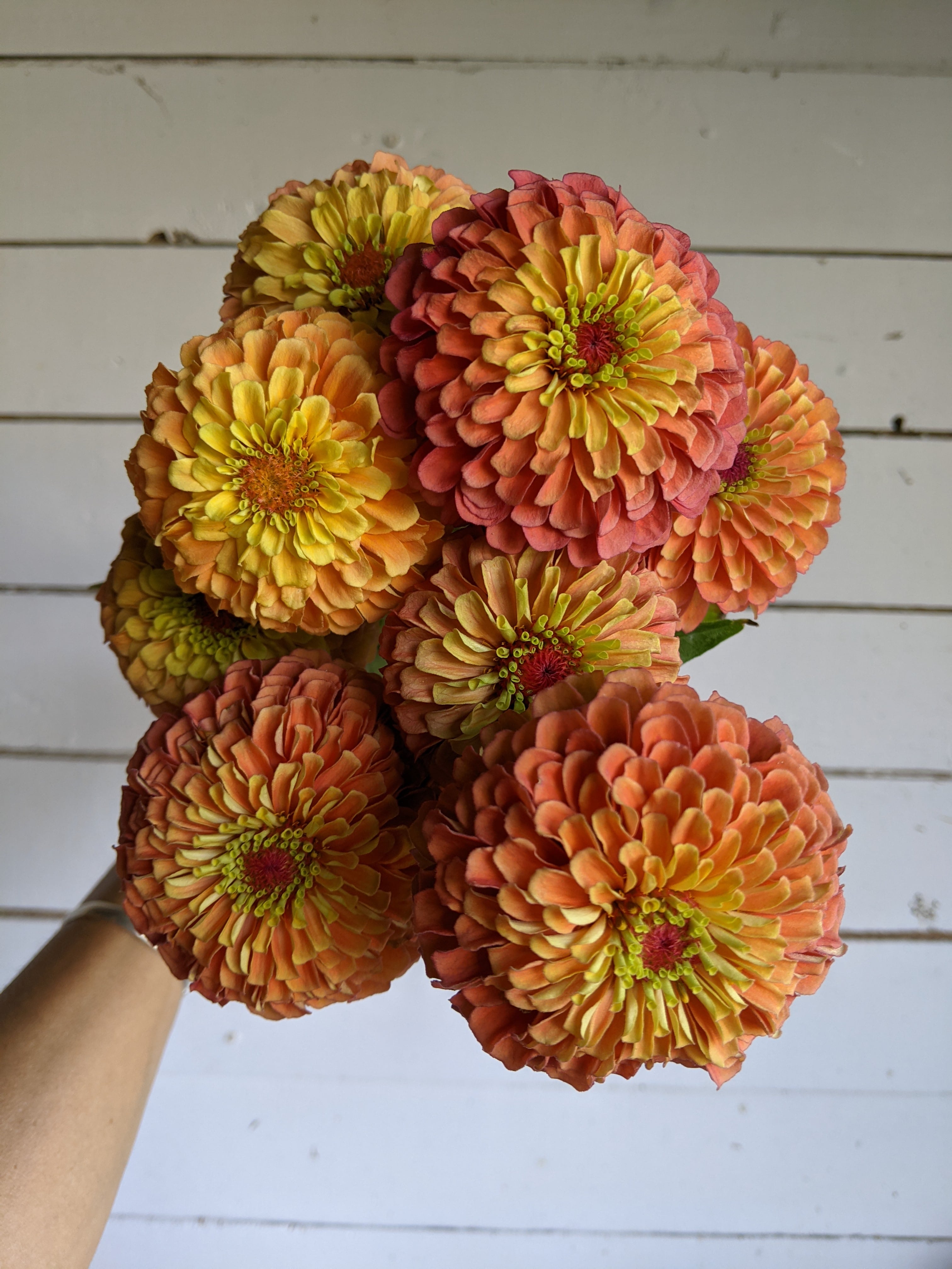 Zinnia Queen Lime Orange