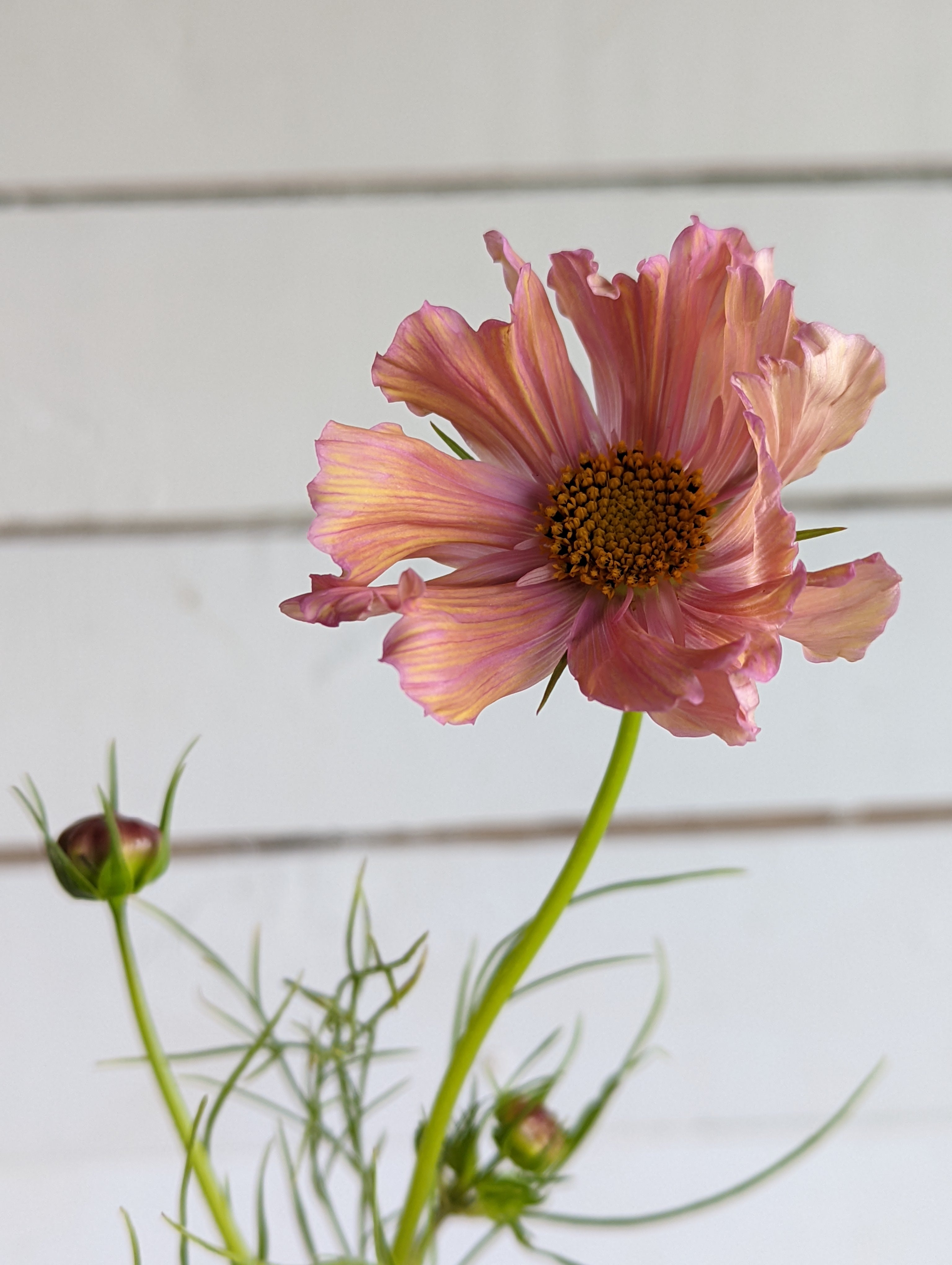 Cosmos Apricotta