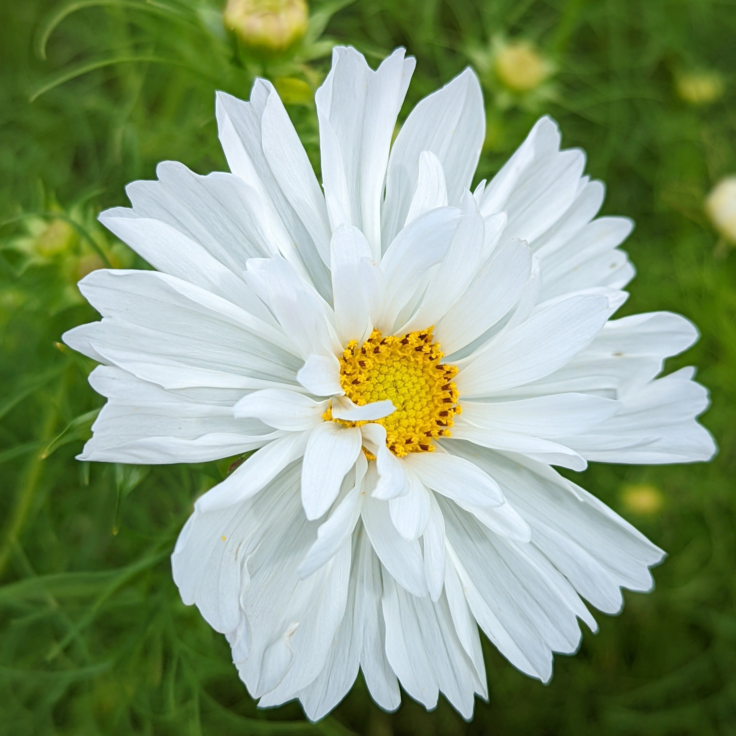 Cosmos fizzy white