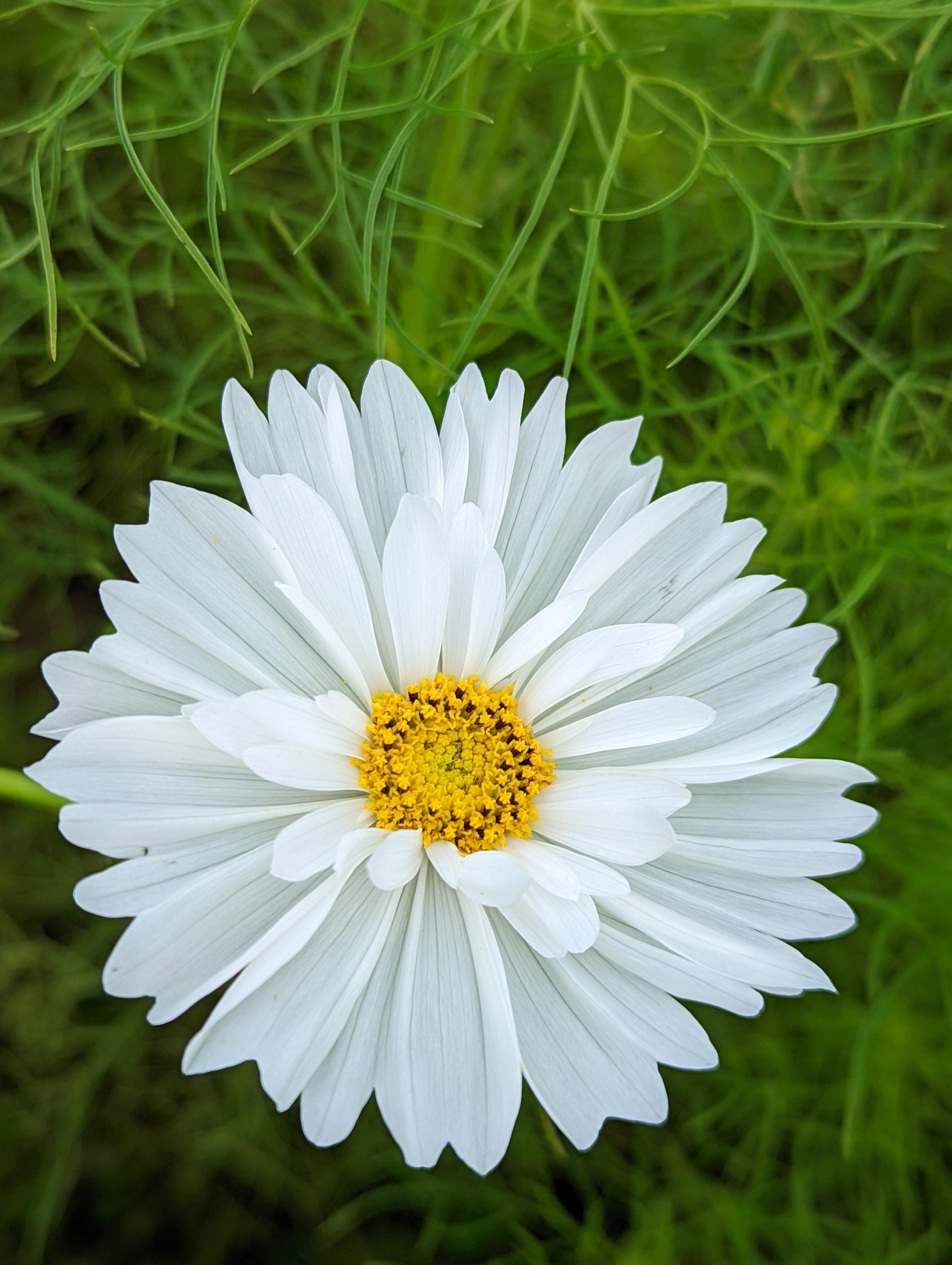 Cosmos fizzy white