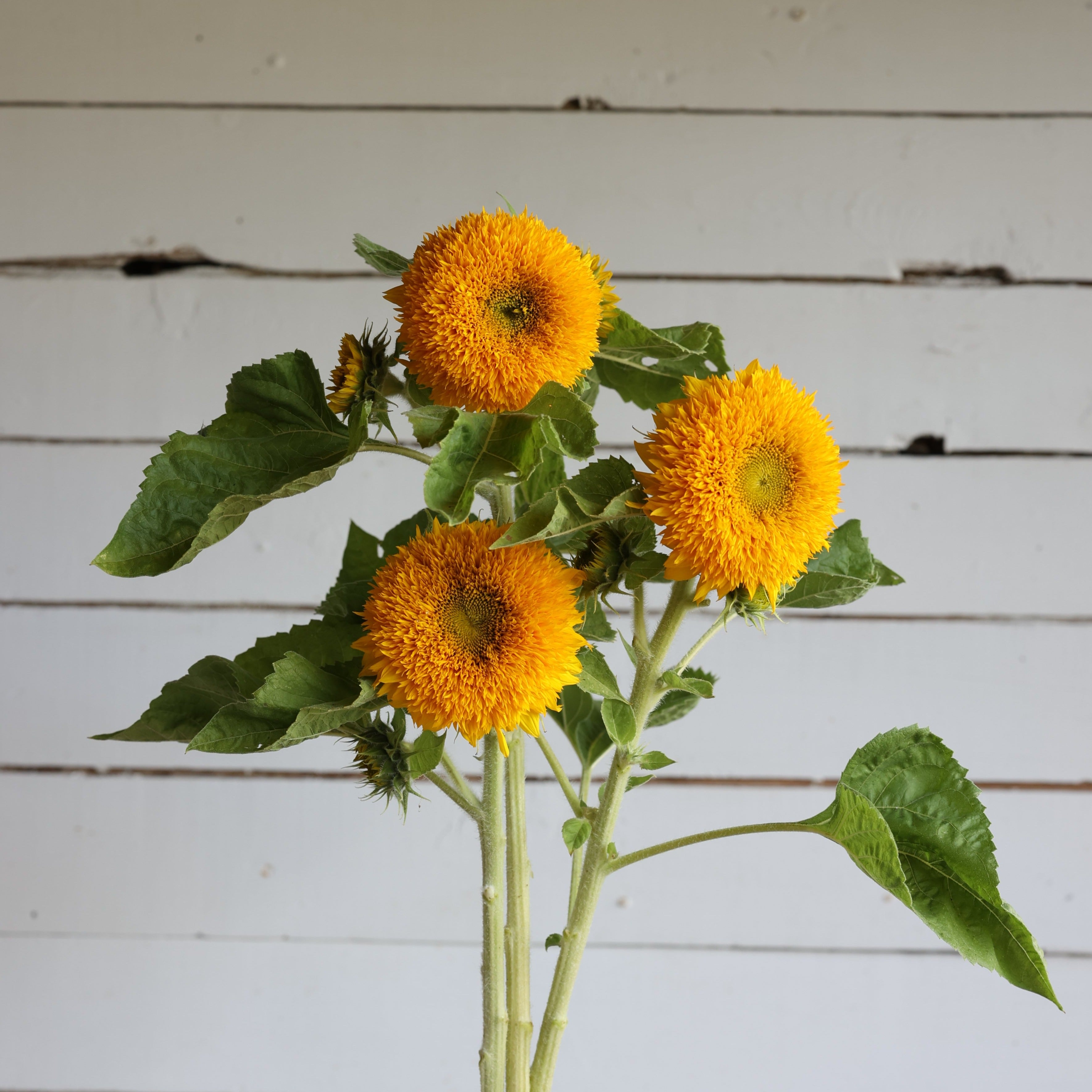 Tournesol Teddy Bear